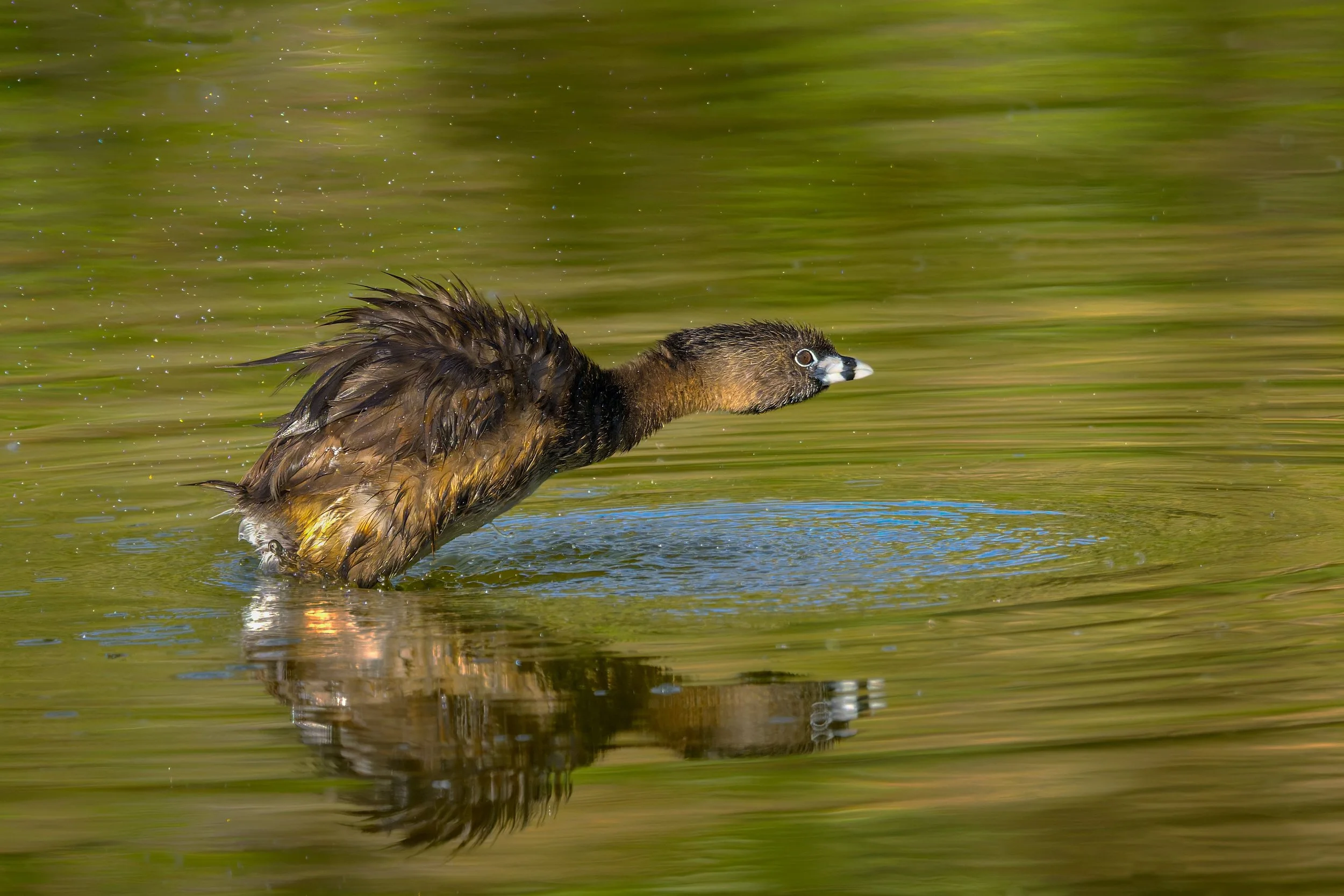 Pied-billed Grebe, Bluff Lake Nature Center, Denver, CO
