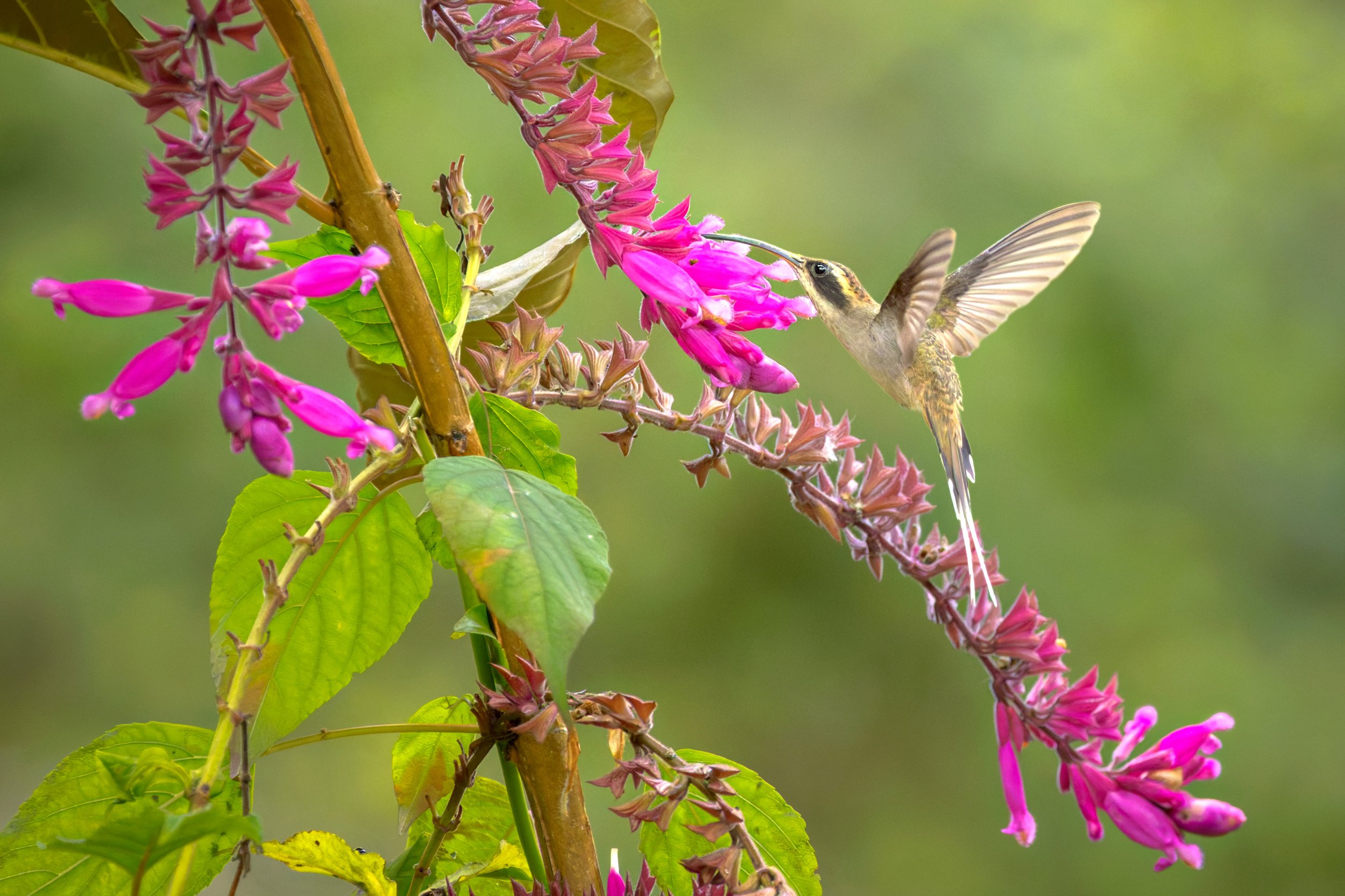 Scale-throated Hermit, Sitio Macuquinho Lodge