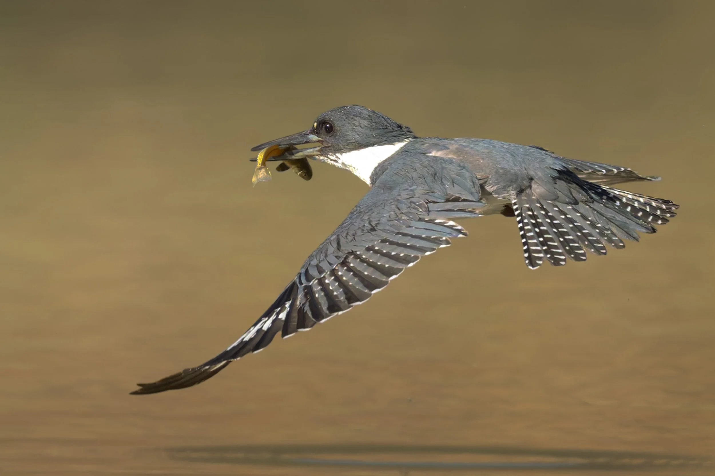 Belted Kingfisher, with fish, Kountze Lake, Belmar Park, Lakewood, CO