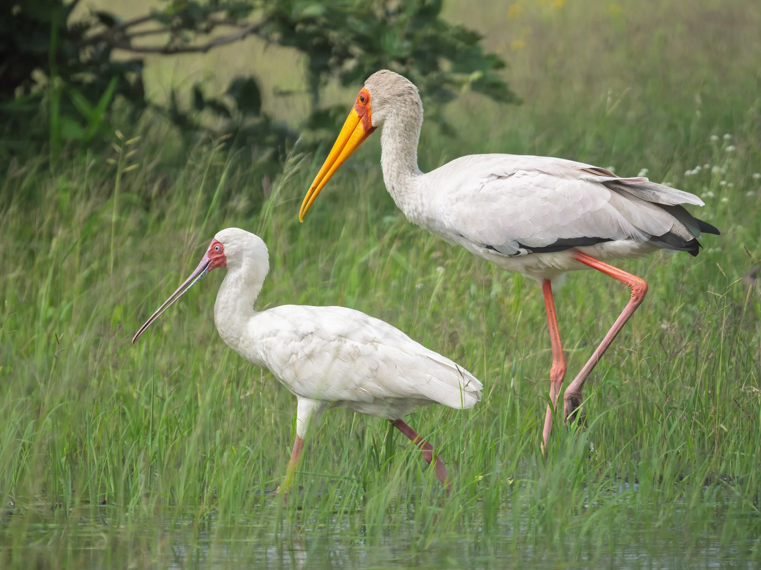 African Spoonbill with Yellow-billed Stork