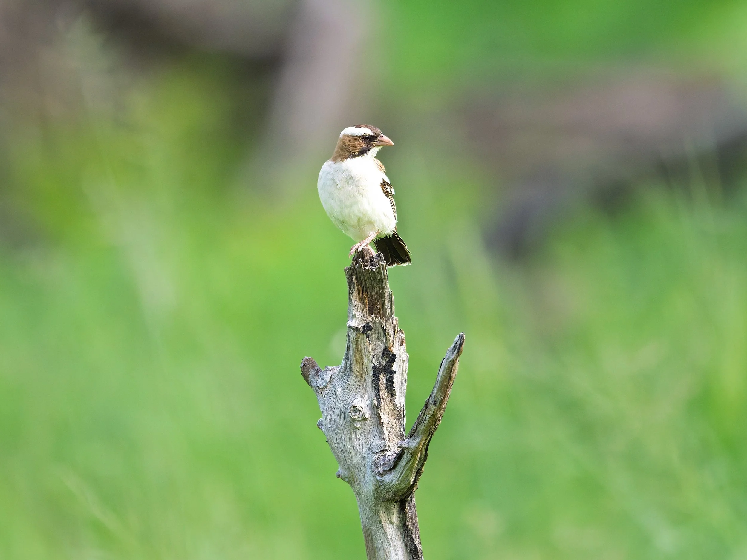 White-browed Sparrow