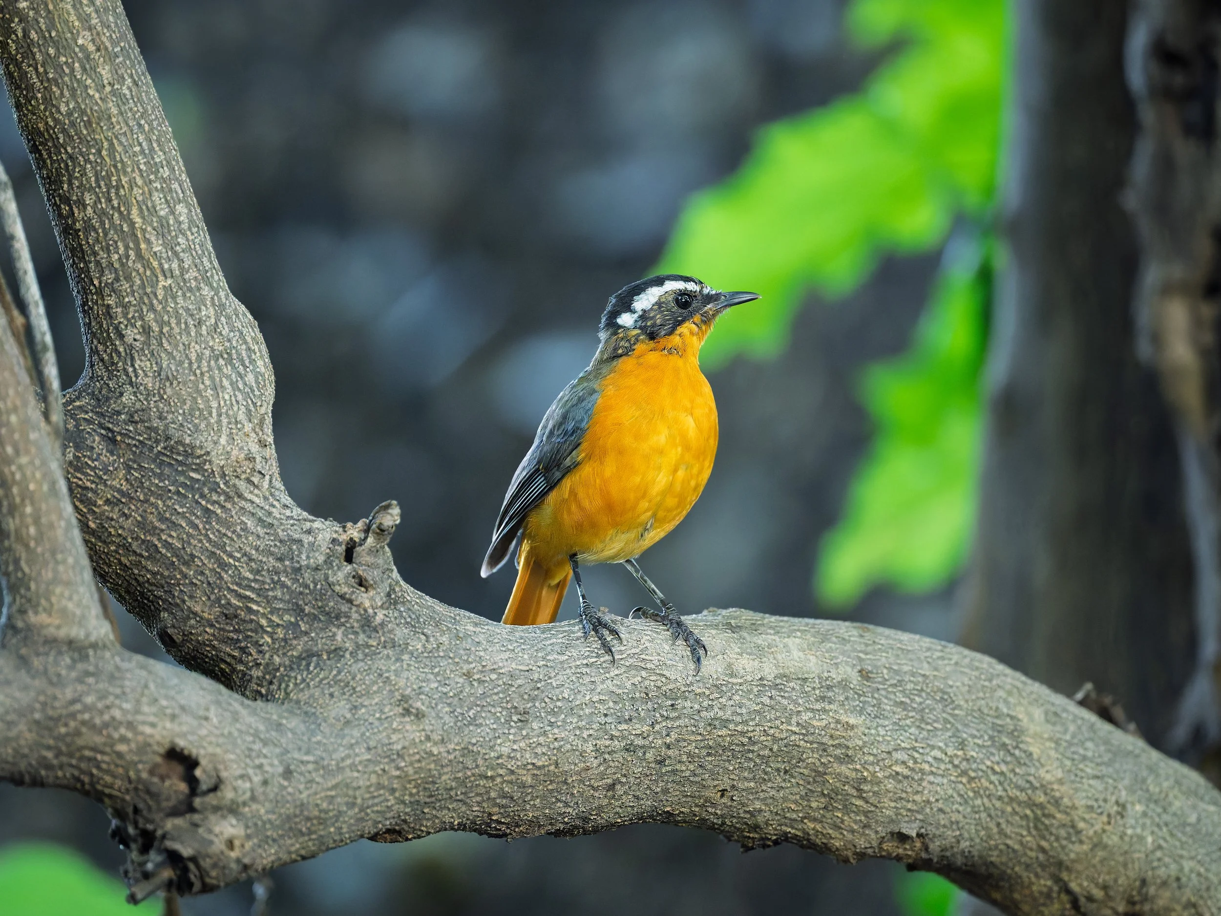 White-browed Robin-Chat