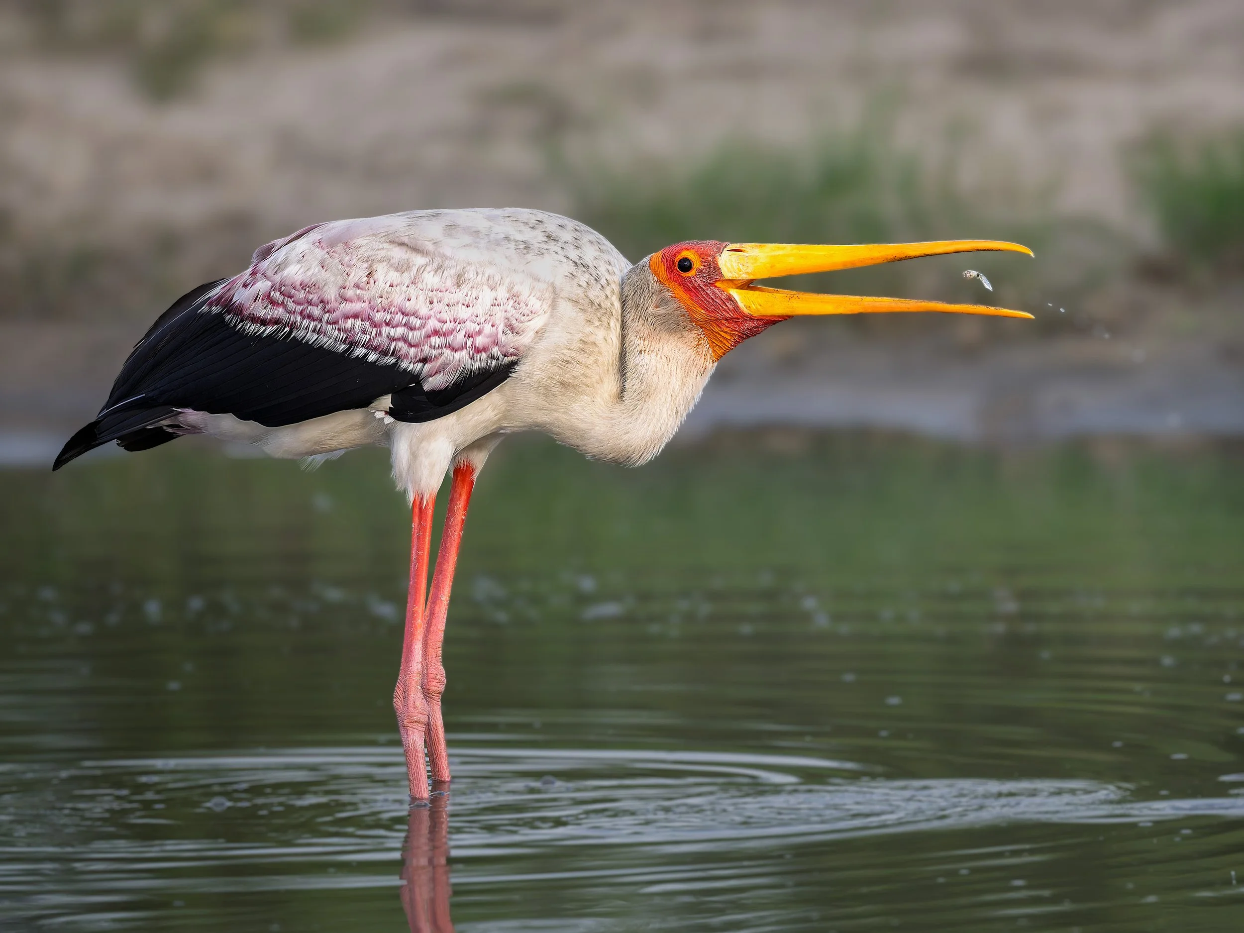 Yellow-billed Stork, with tadpole 