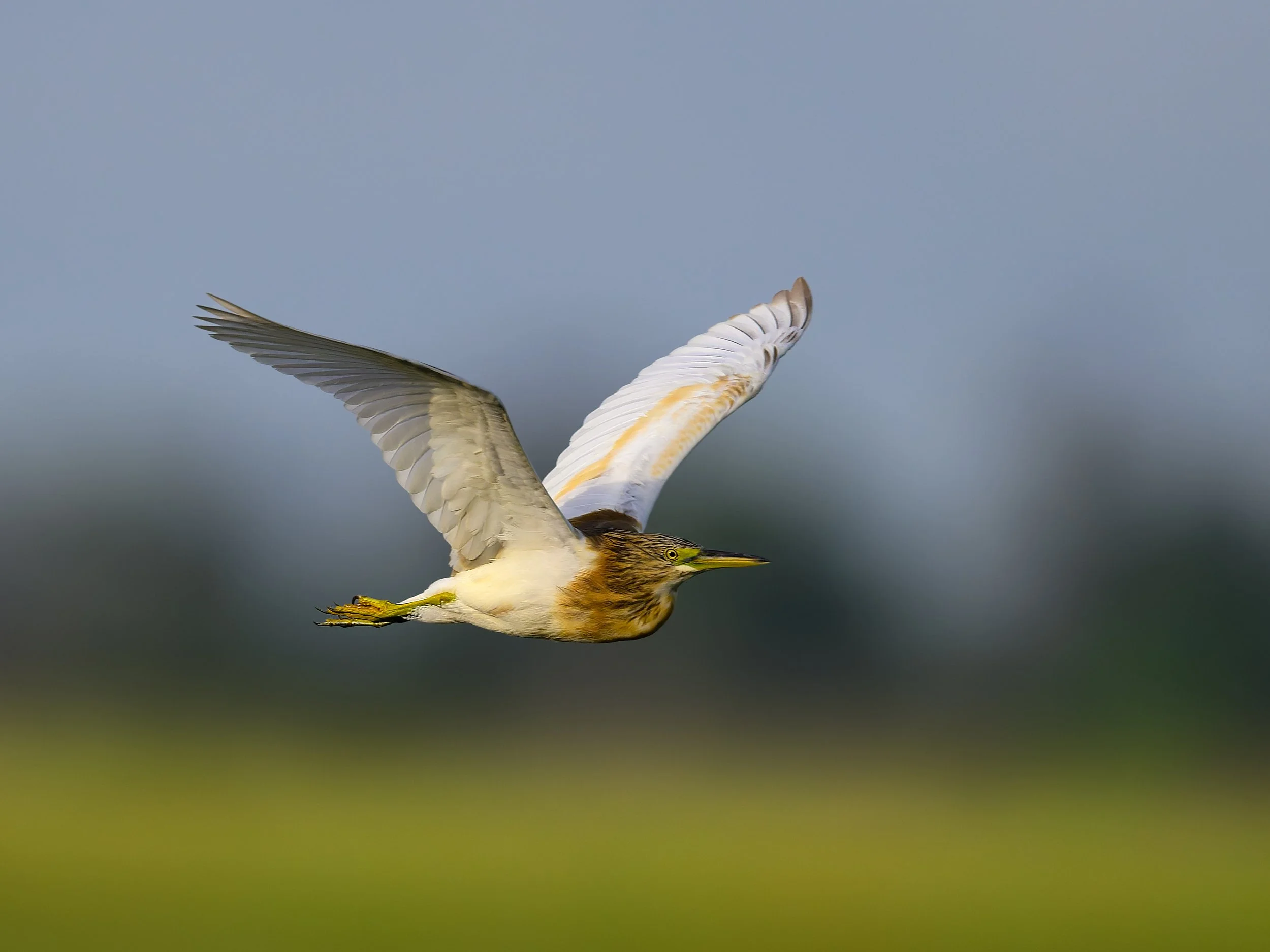 Squacco Heron, in flight