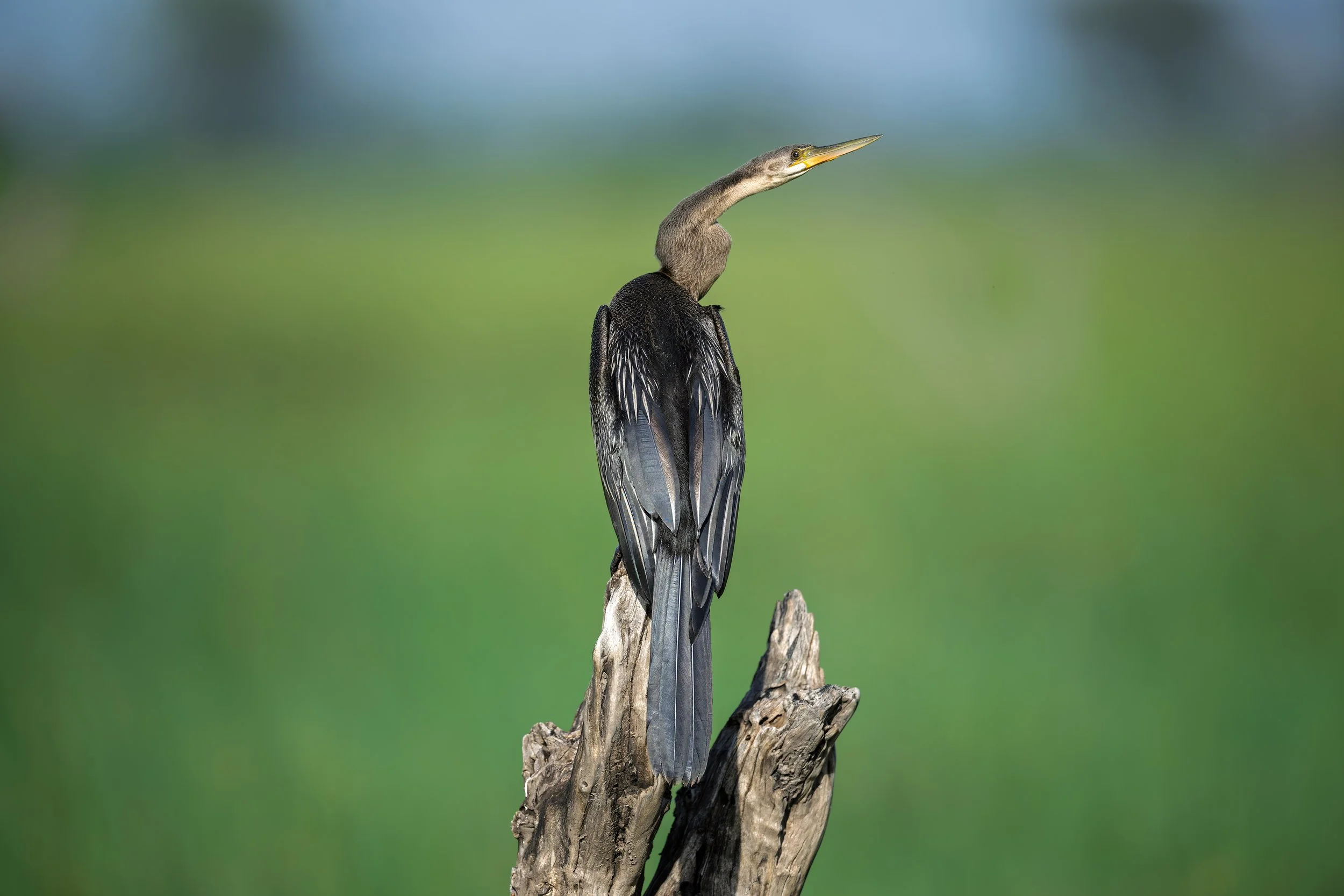 African Darter