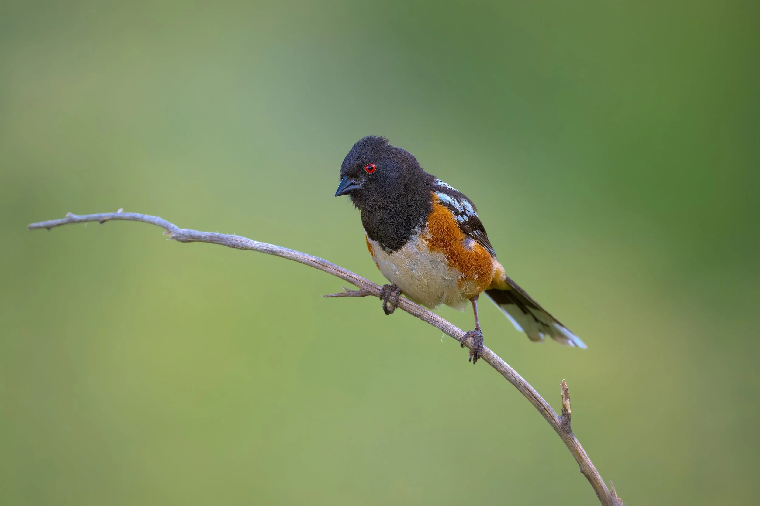 Spotted Towhee, Red Rocks Amphitheater 