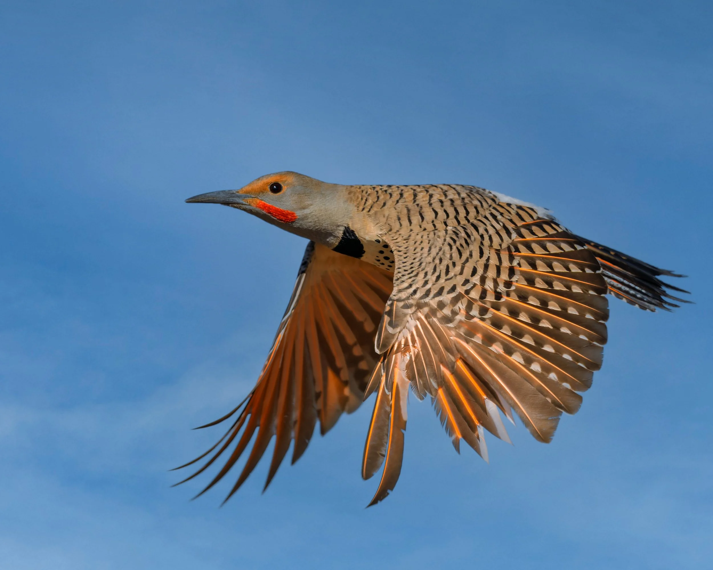 Red-shafted Northern Flicker, Walden Ponds, Boulder, CO