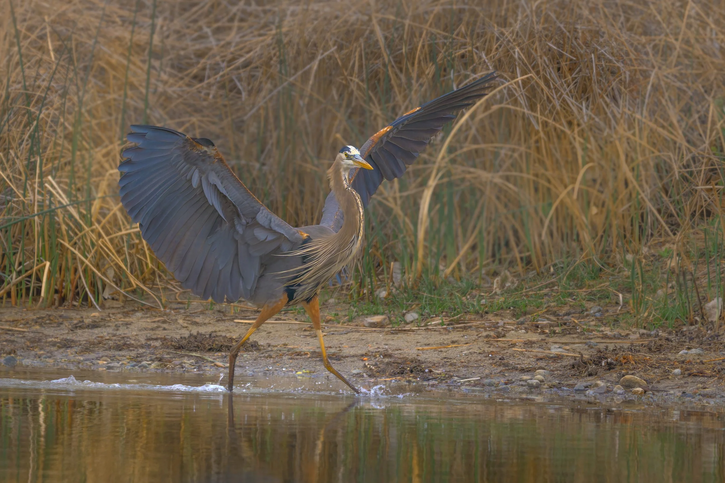 Great Blue Heron, St. Vrain State Park
