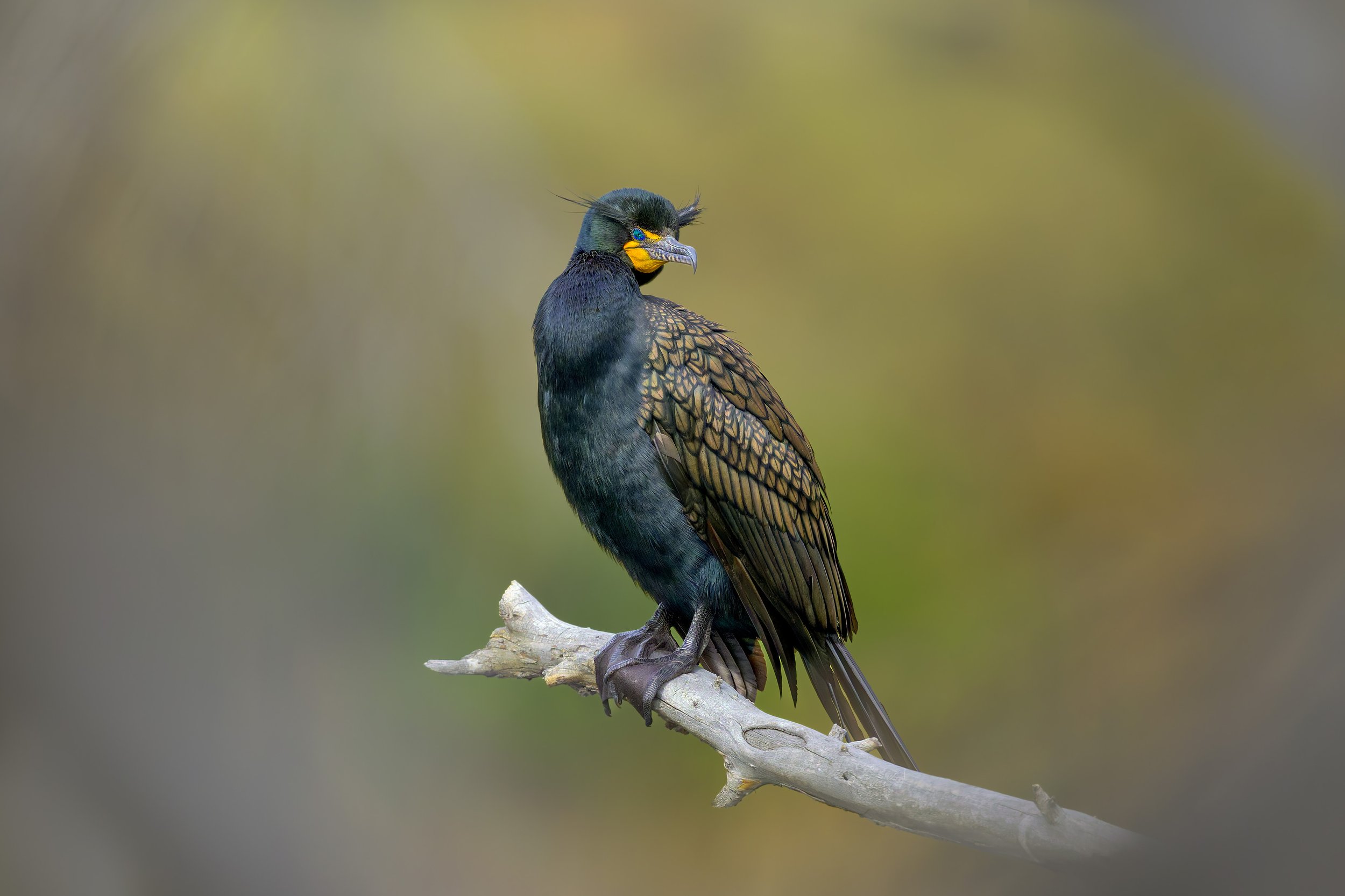 Double-crested Cormorant, Bluff Lake Nature Preserve, Denver, CO