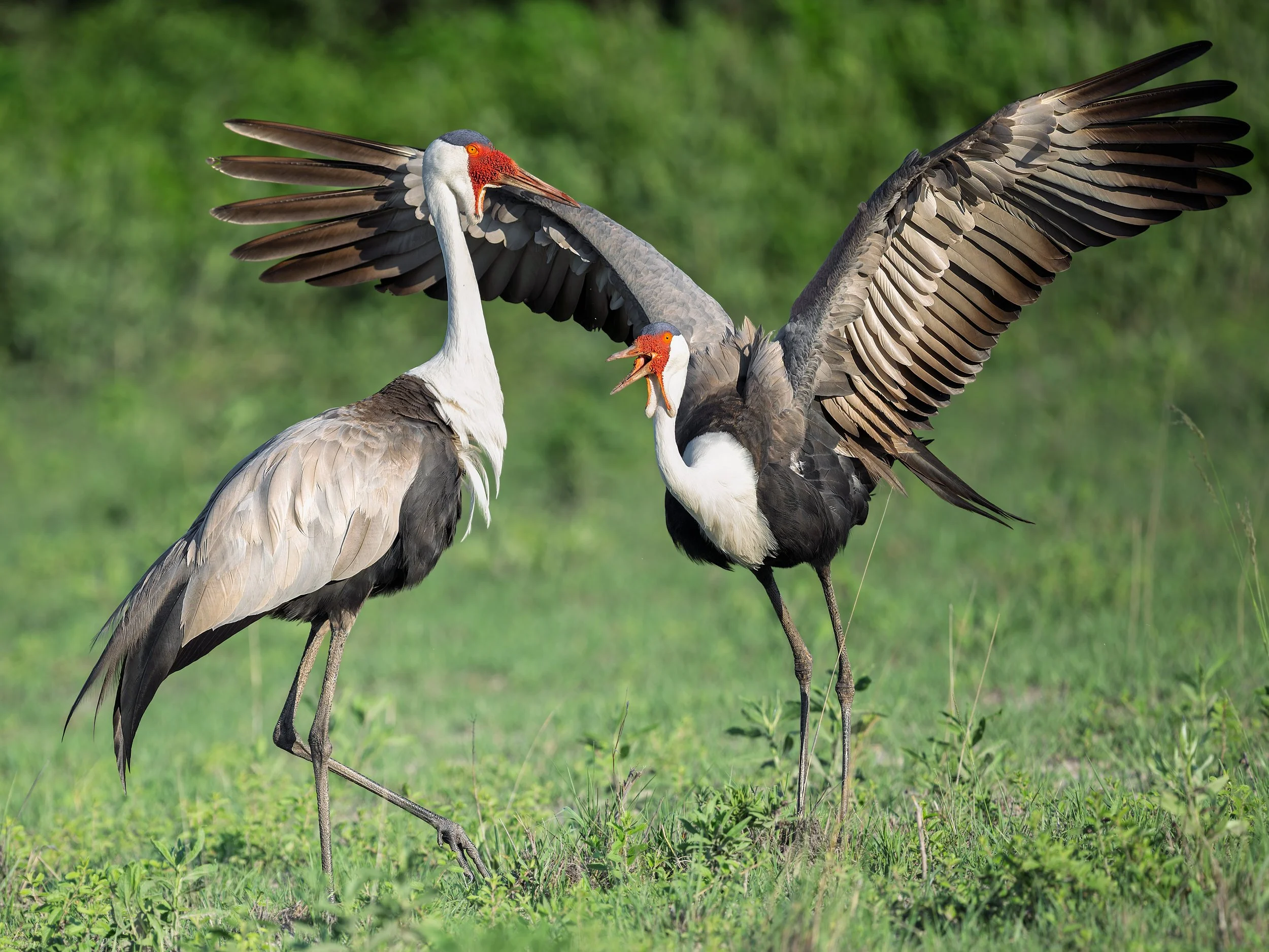 Wattled Cranes, display 