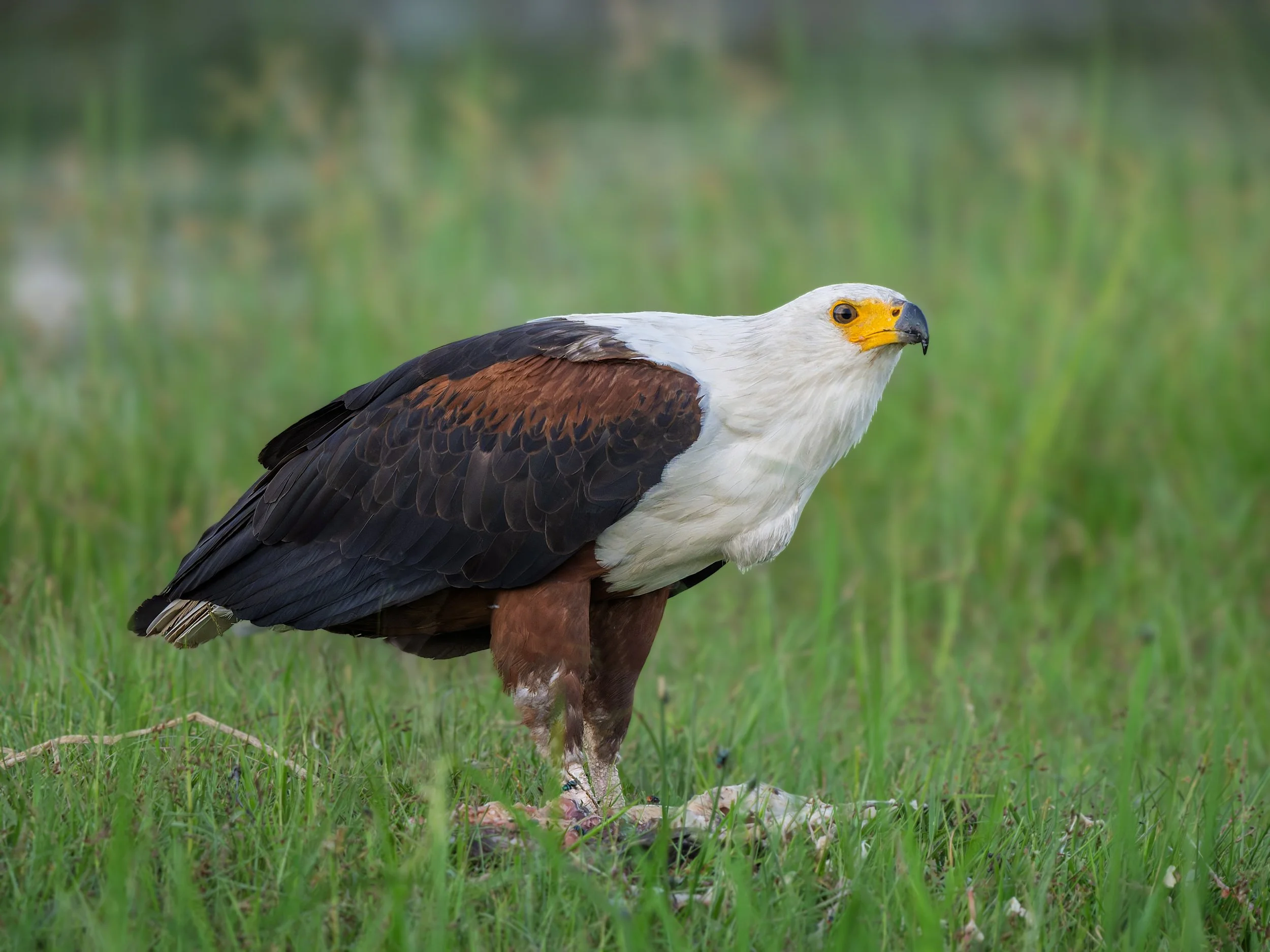 African Fish Eagle, on kill