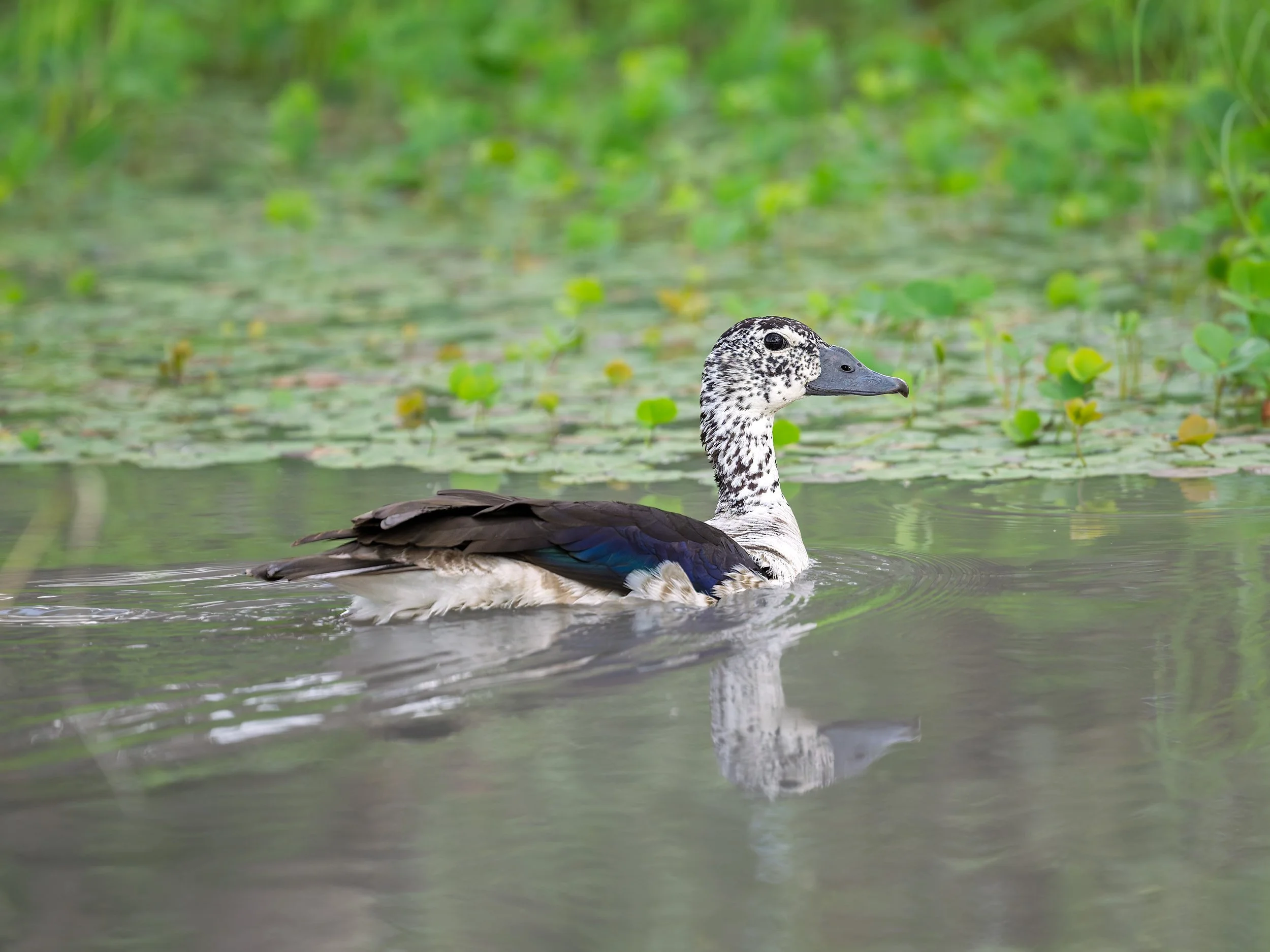 Knob-billed Duck