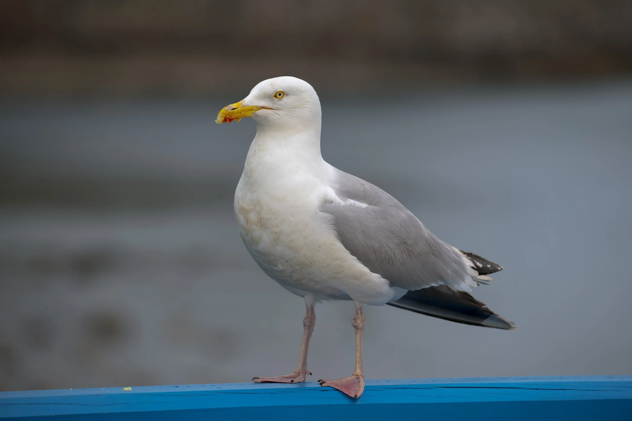 Eagles, hawks and owls are often described as "rapacious" because they hunt for live prey. This European Herring Gull was also labeled "rapacious" after it stole my wife's muffin from her hand immediately after purchase. Crumbs are on the beak and ra