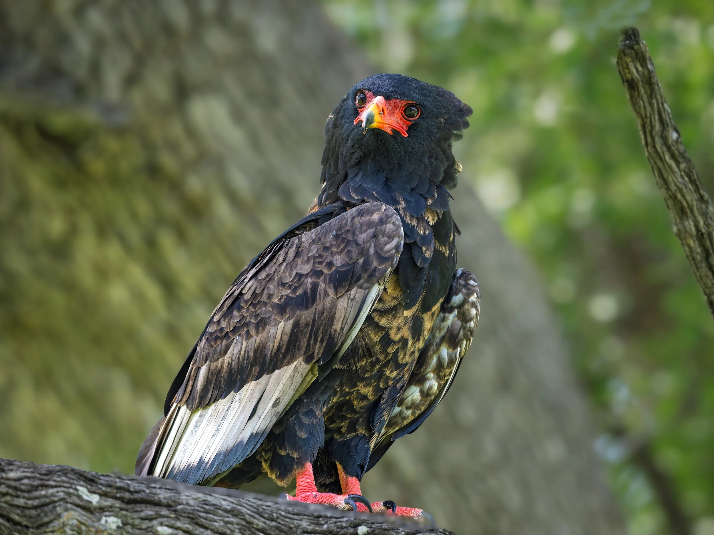Bateleur
