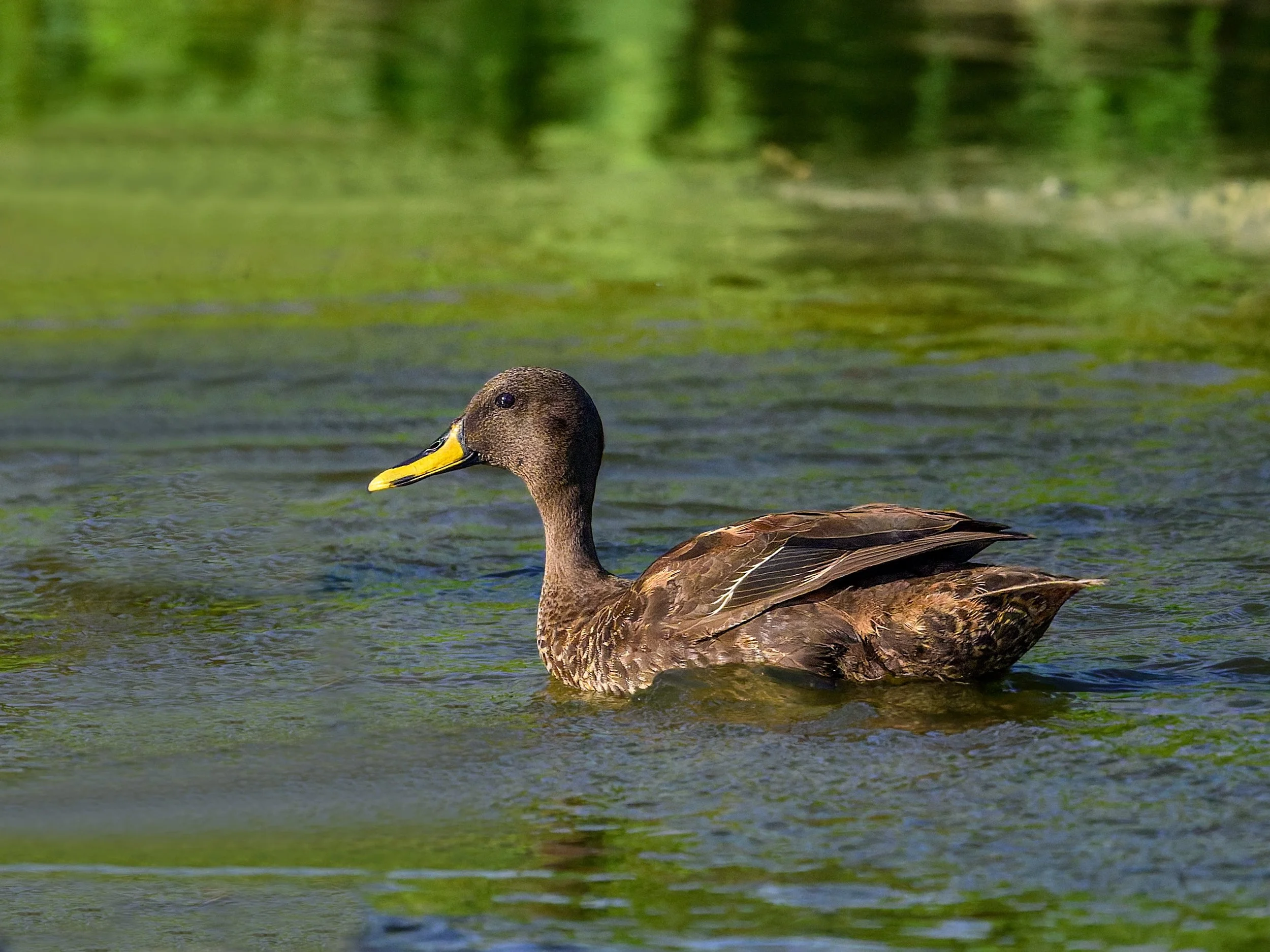 Yellow-billed Duck