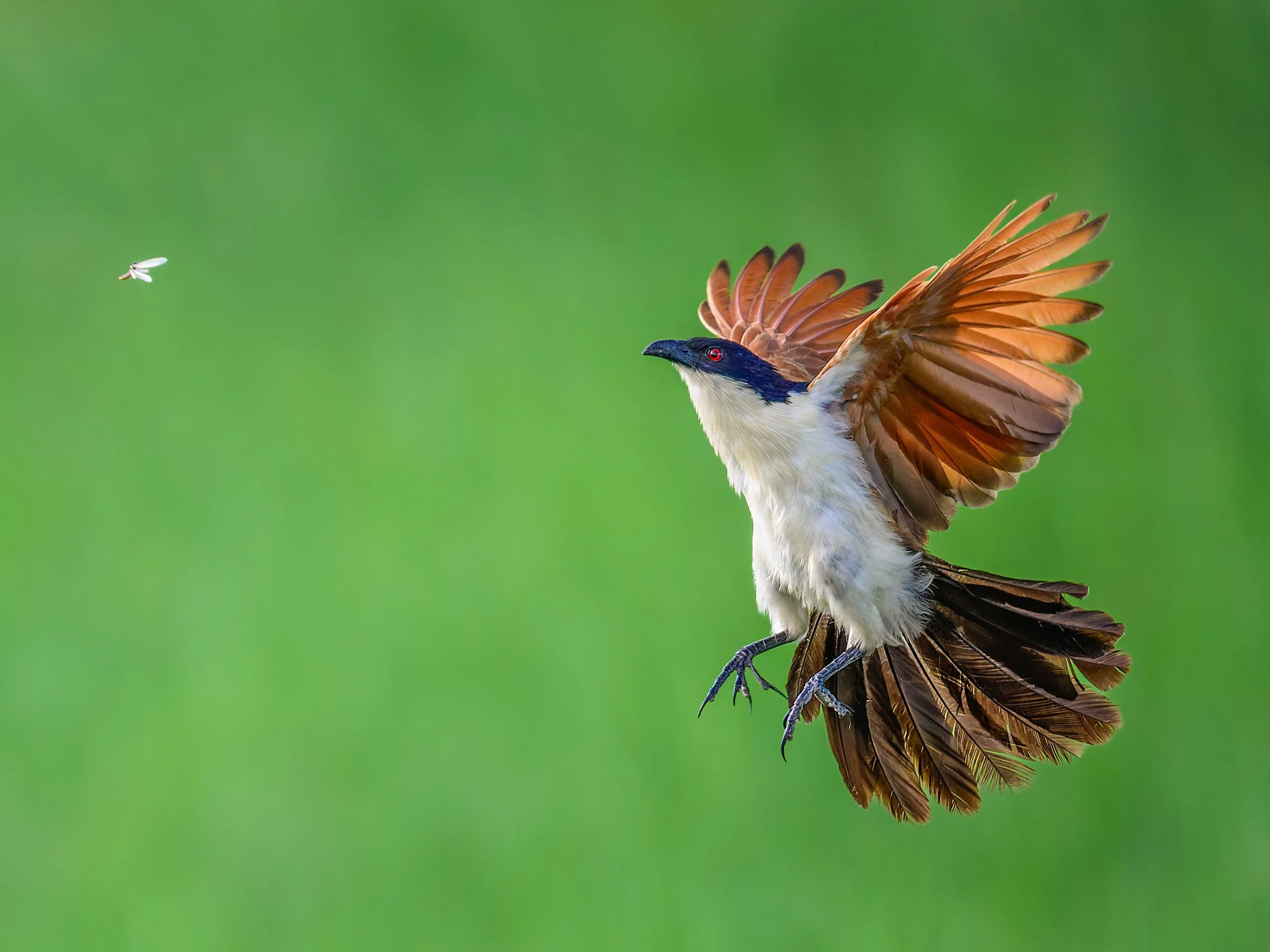 Coppery-tailed Coucal, after insect
