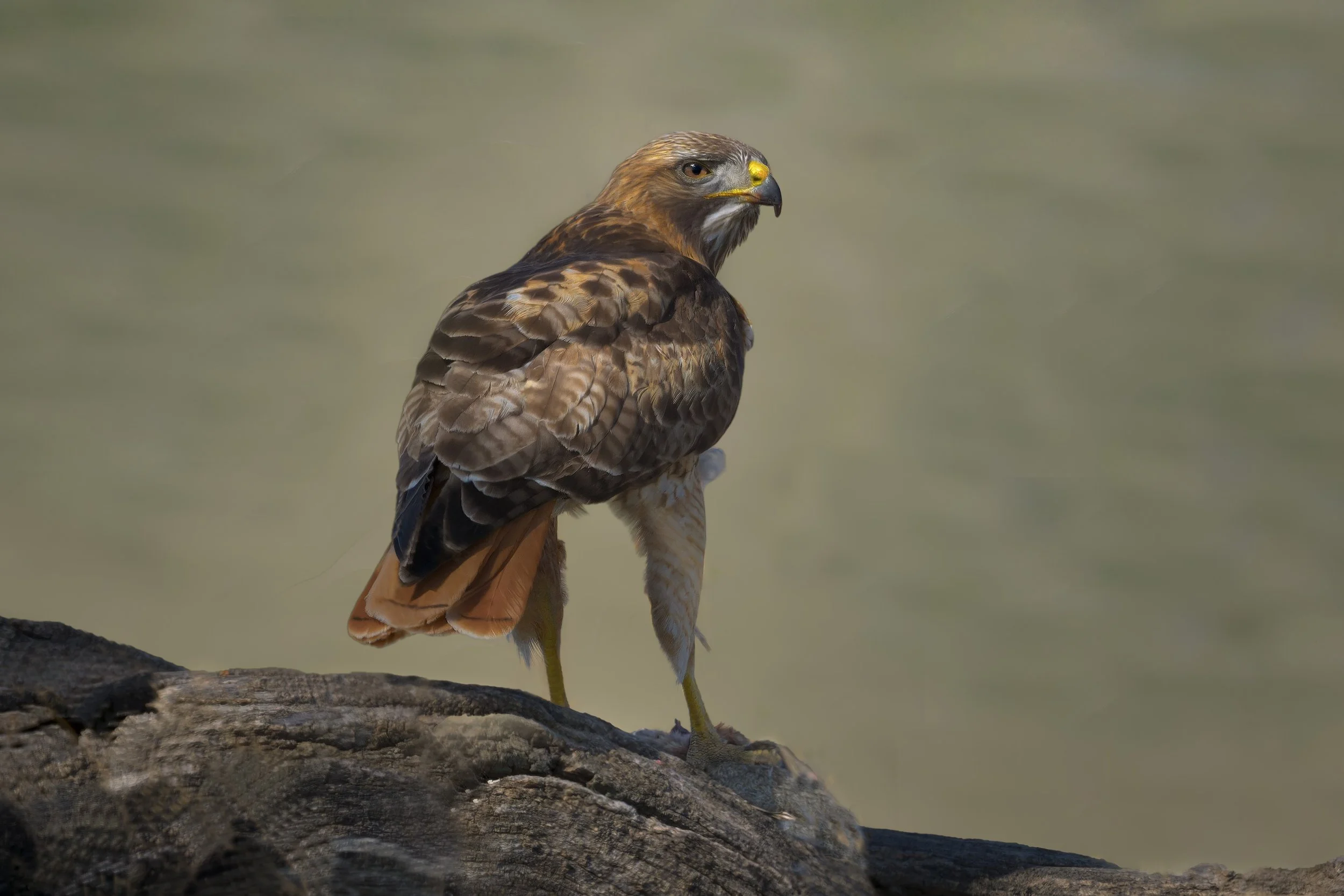 Red-tailed Hawk, with fresh rabbit, Chatfield State Park