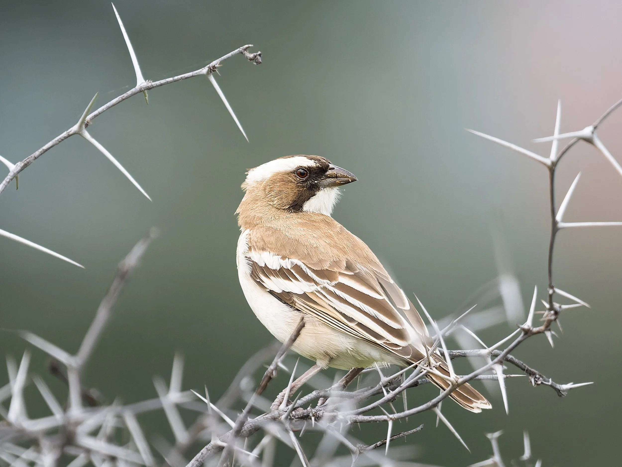 White-browed Sparrow