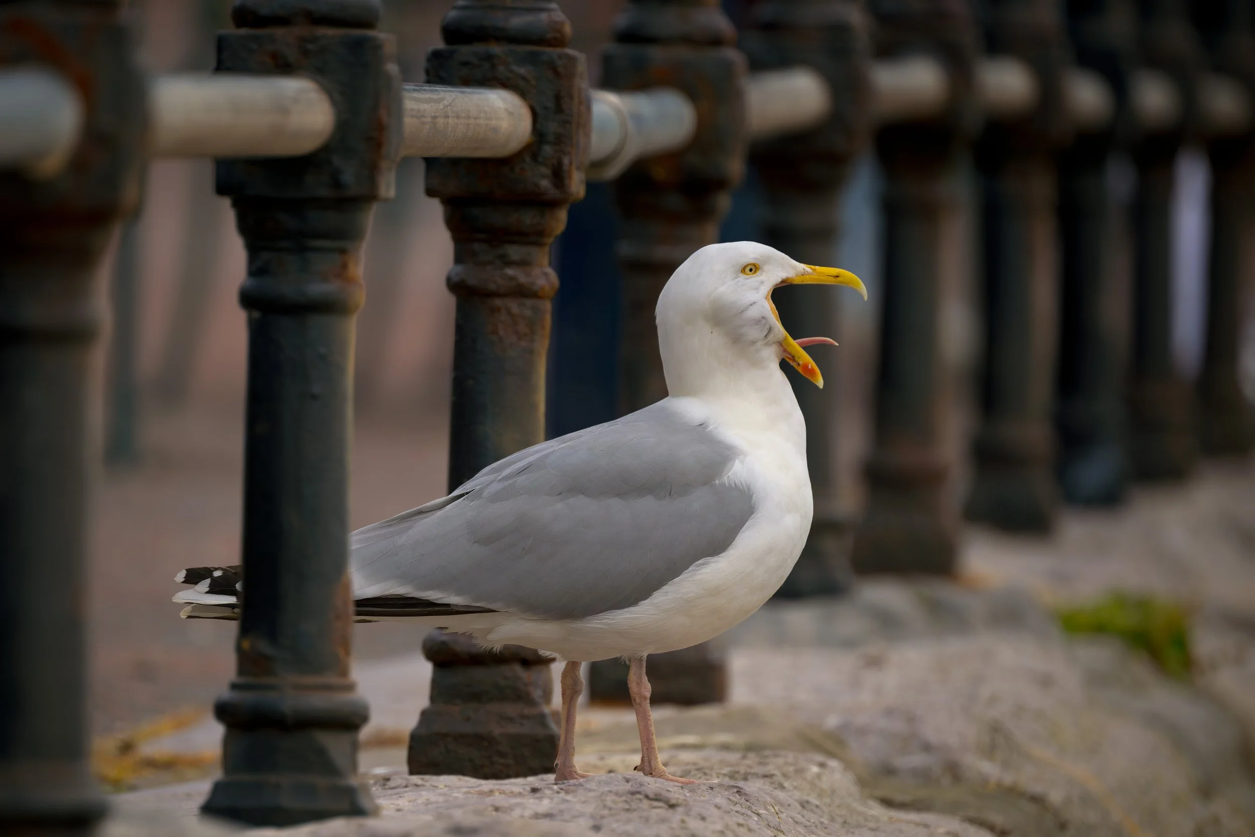 European Herring Gull on Llandudno (north Wales) walkway