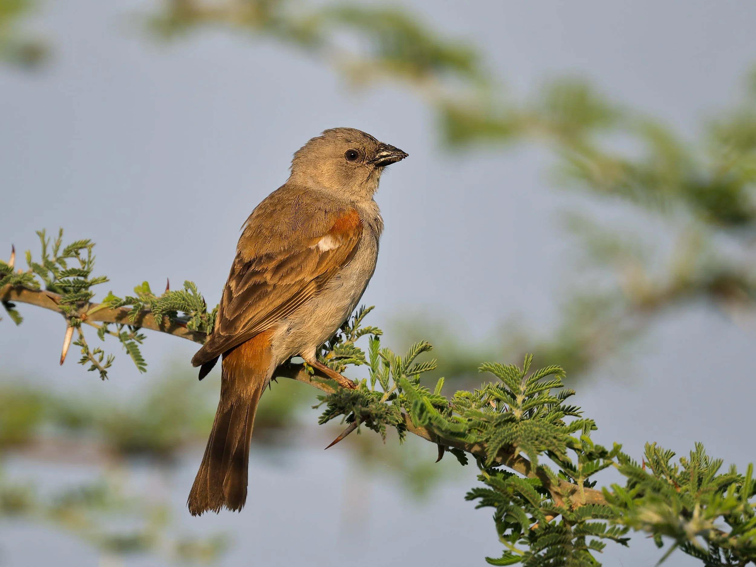 Southern Gray-headed Sparrow