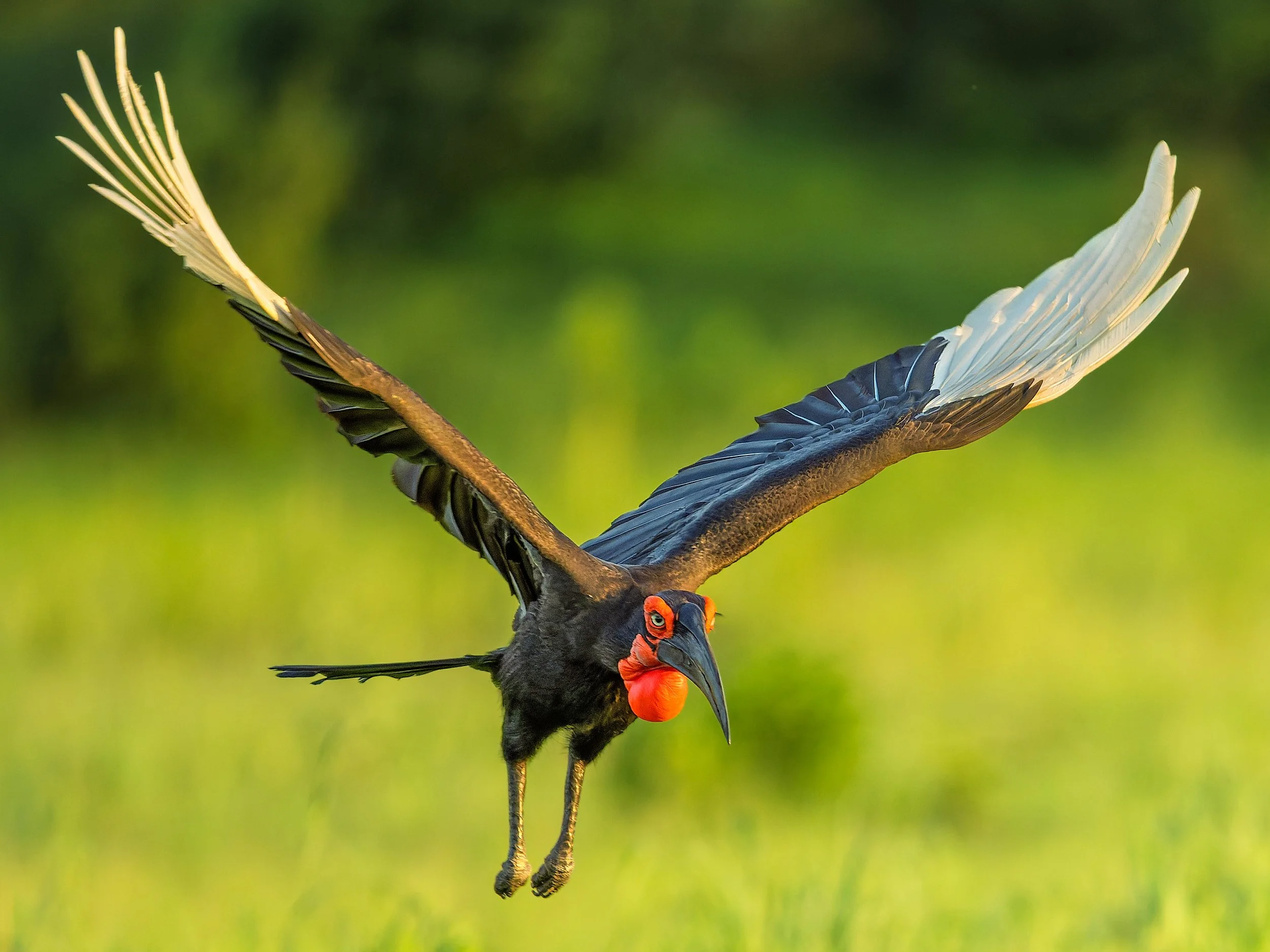 Southern Ground-Hornbill
