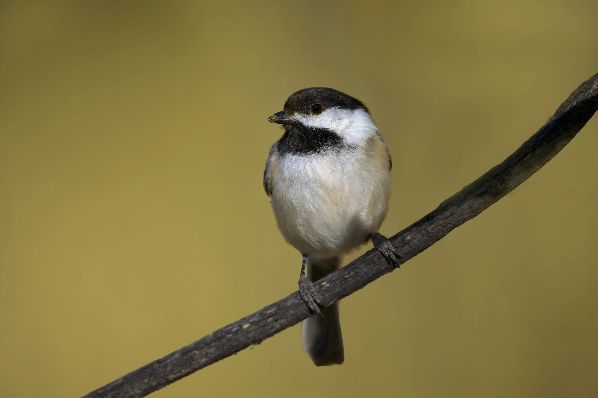 Black-capped Chickadee, Kountze Lake, Belmar Park, Lakewood, CO
