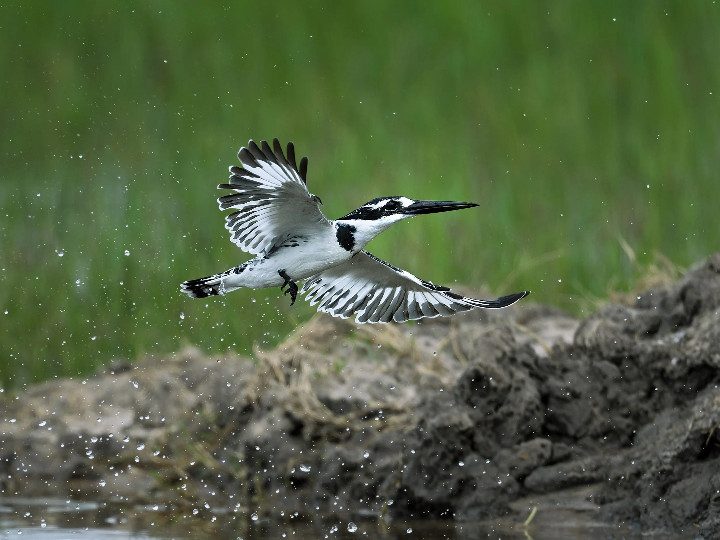Pied Kingfisher, to start over