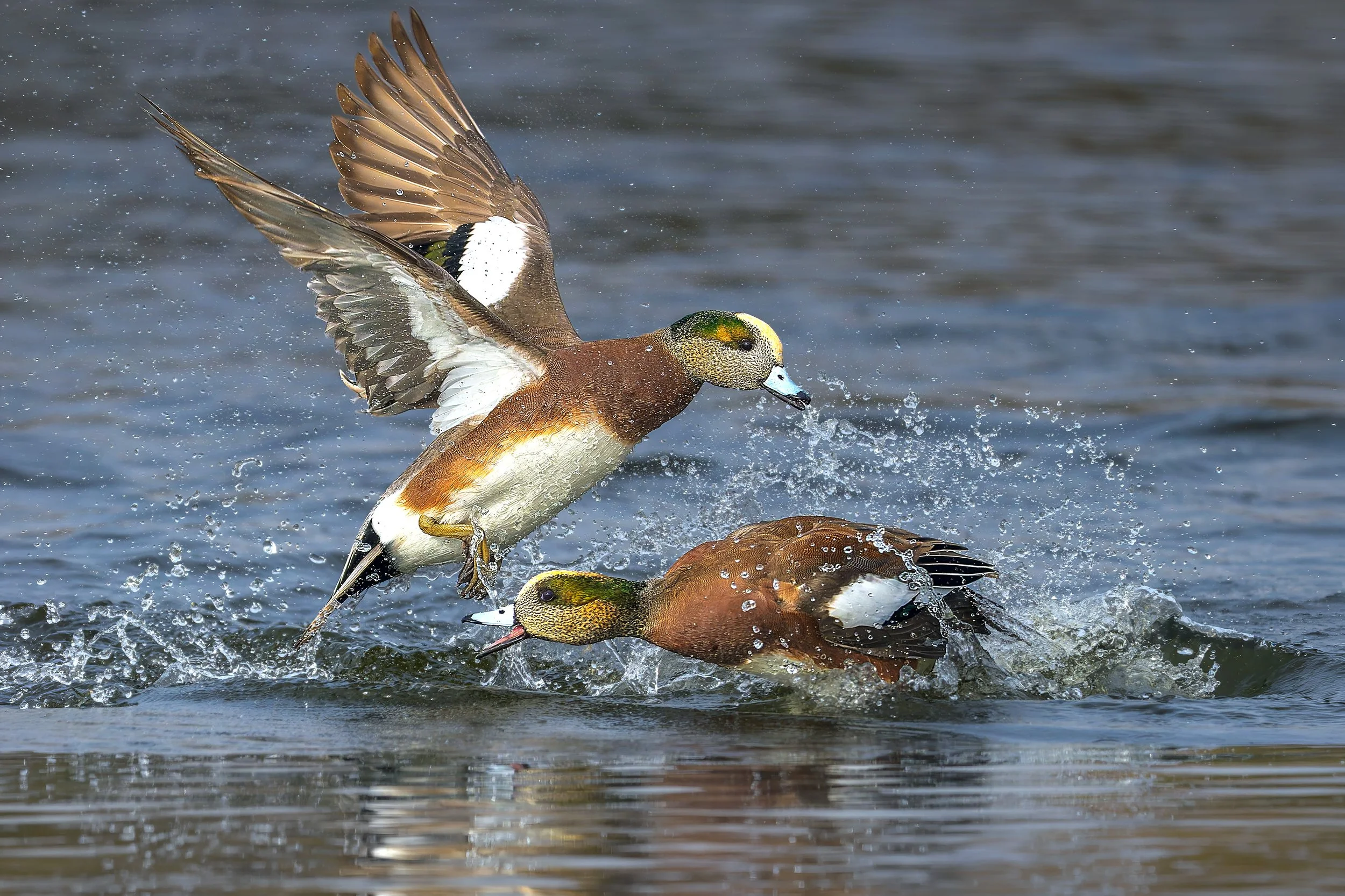 American Wigeons scuffling at Bluff Lake, Denver, CO