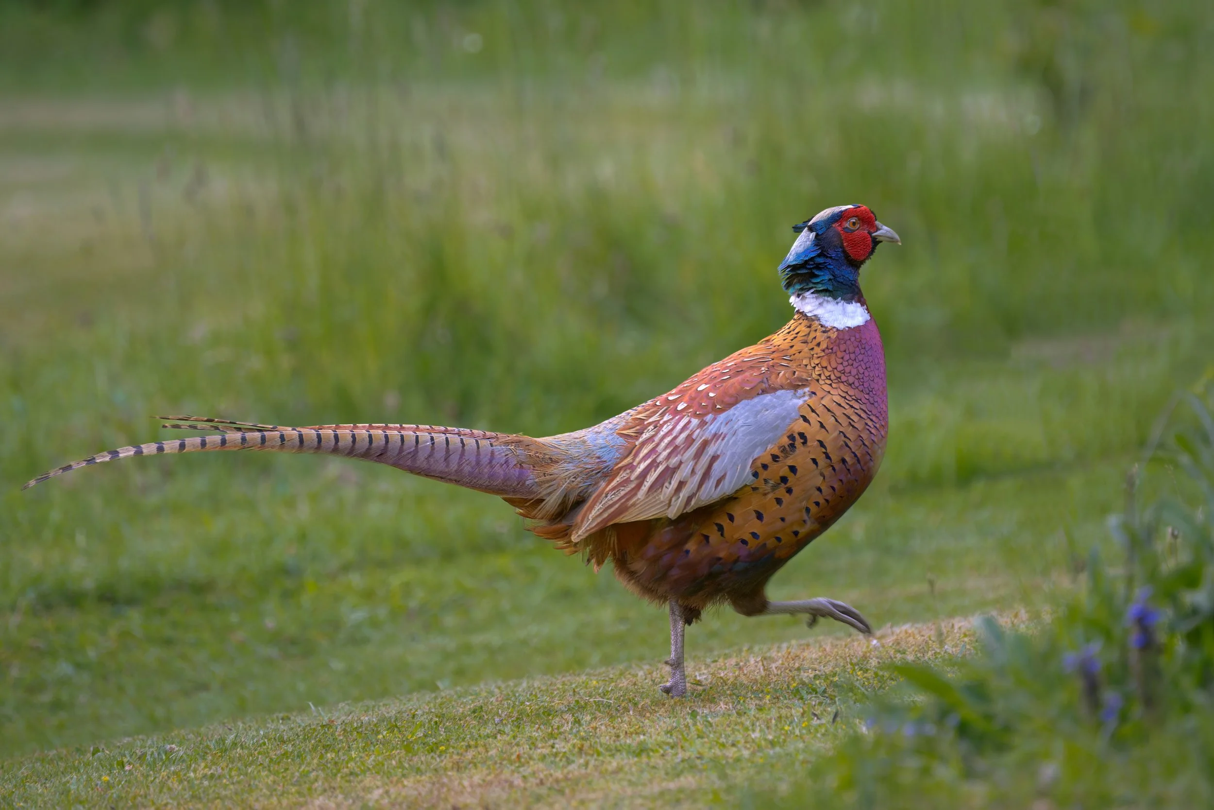 Derwentbank, Ring-necked Pheasant on lawn