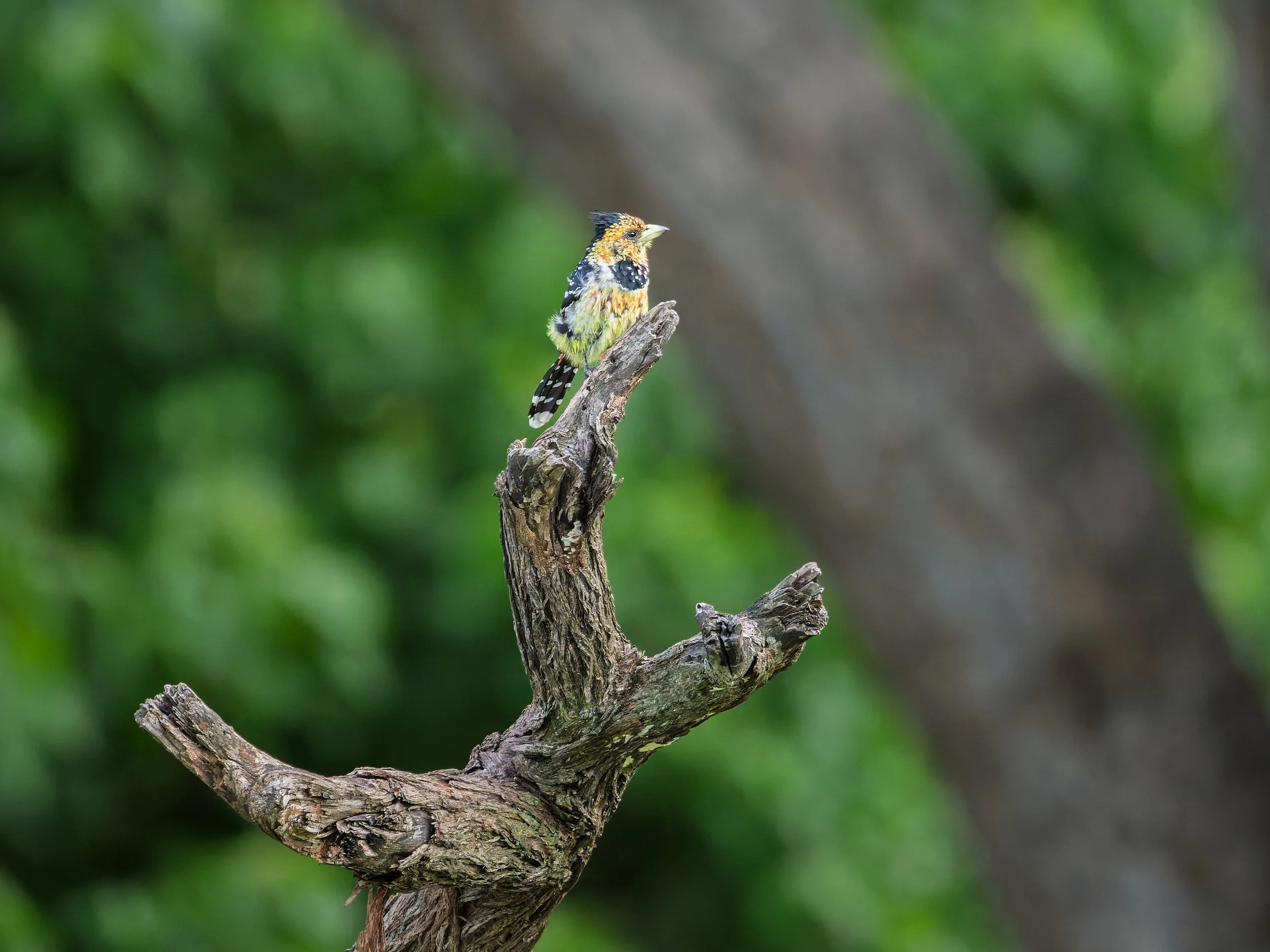 Crested Barbet