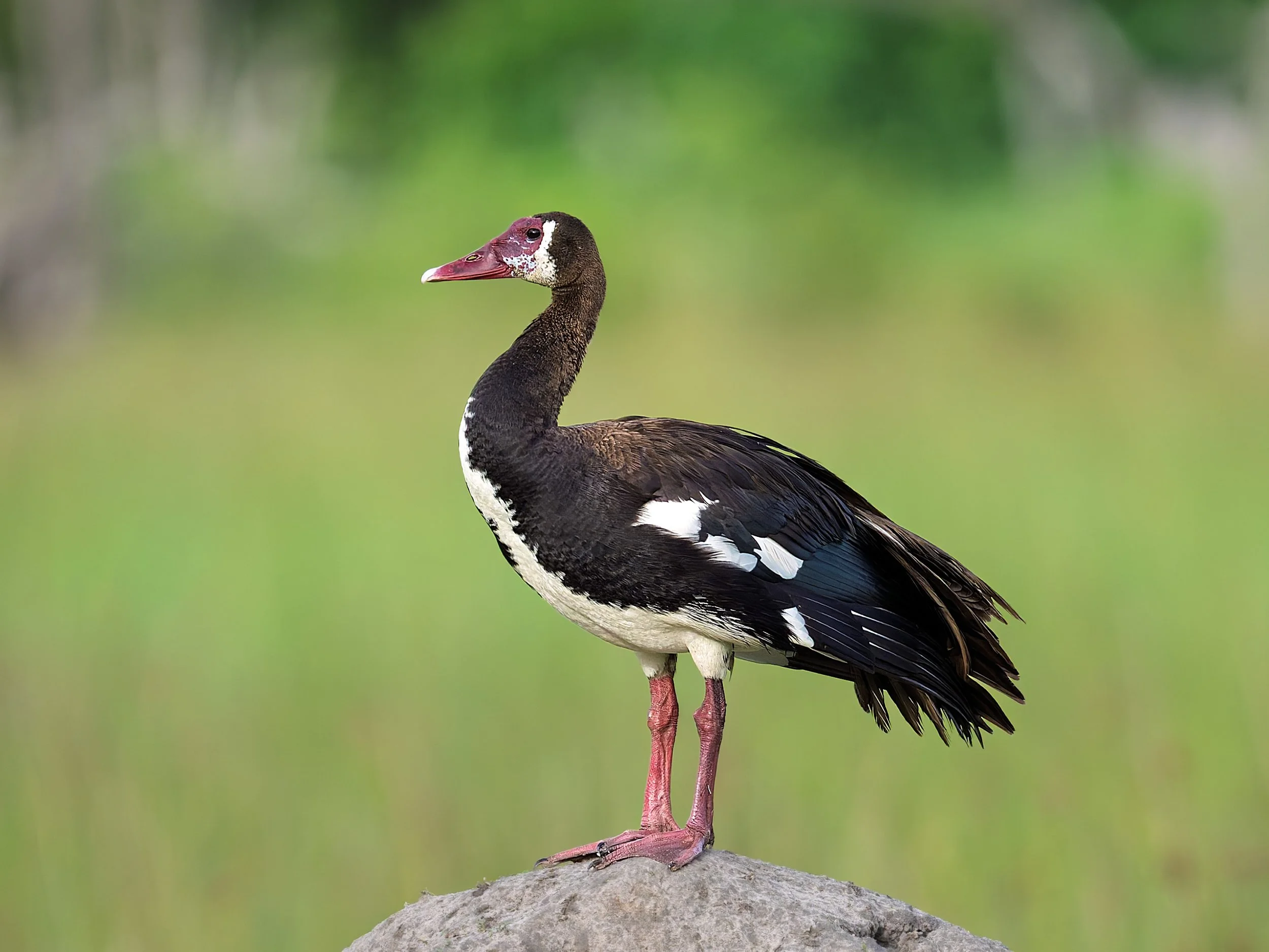 Spur-winged Goose, on termite mound