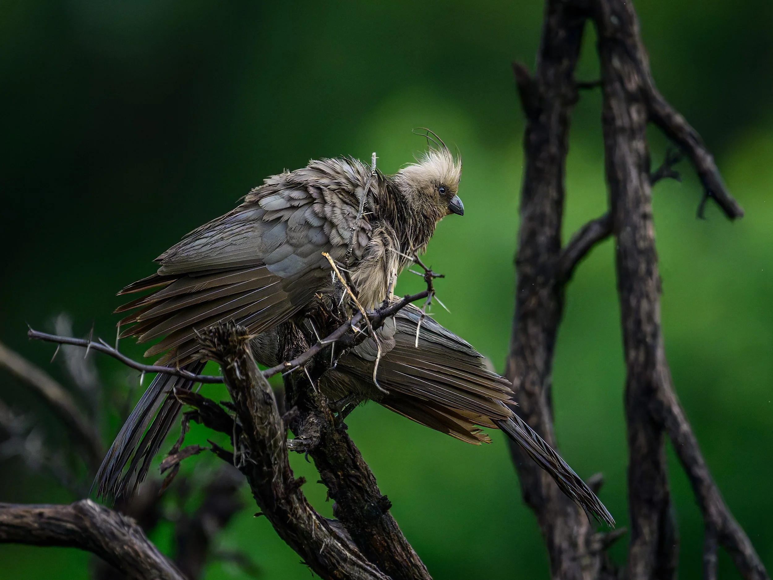 Gray Go-away Birds