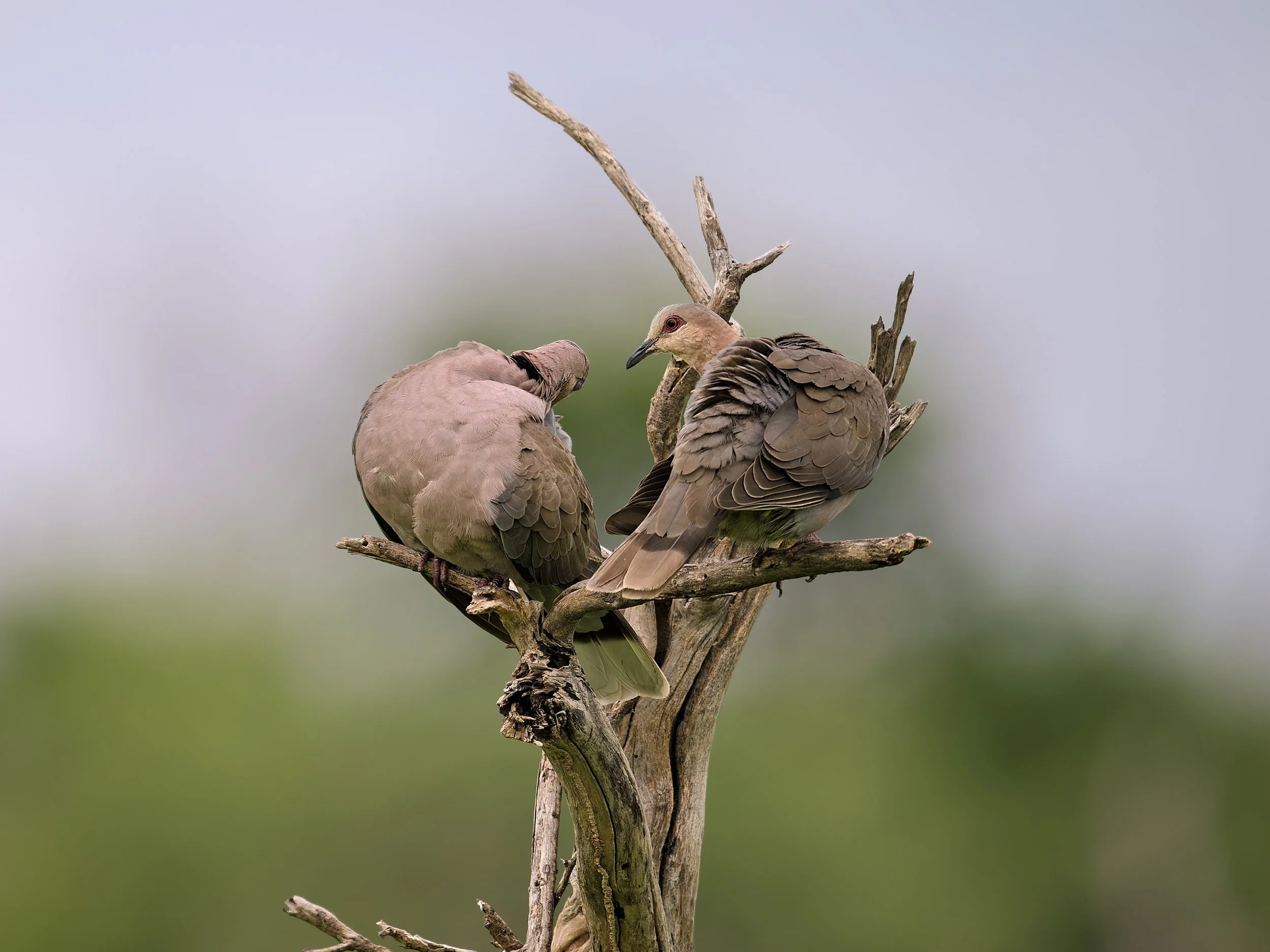 Red-eyed Doves