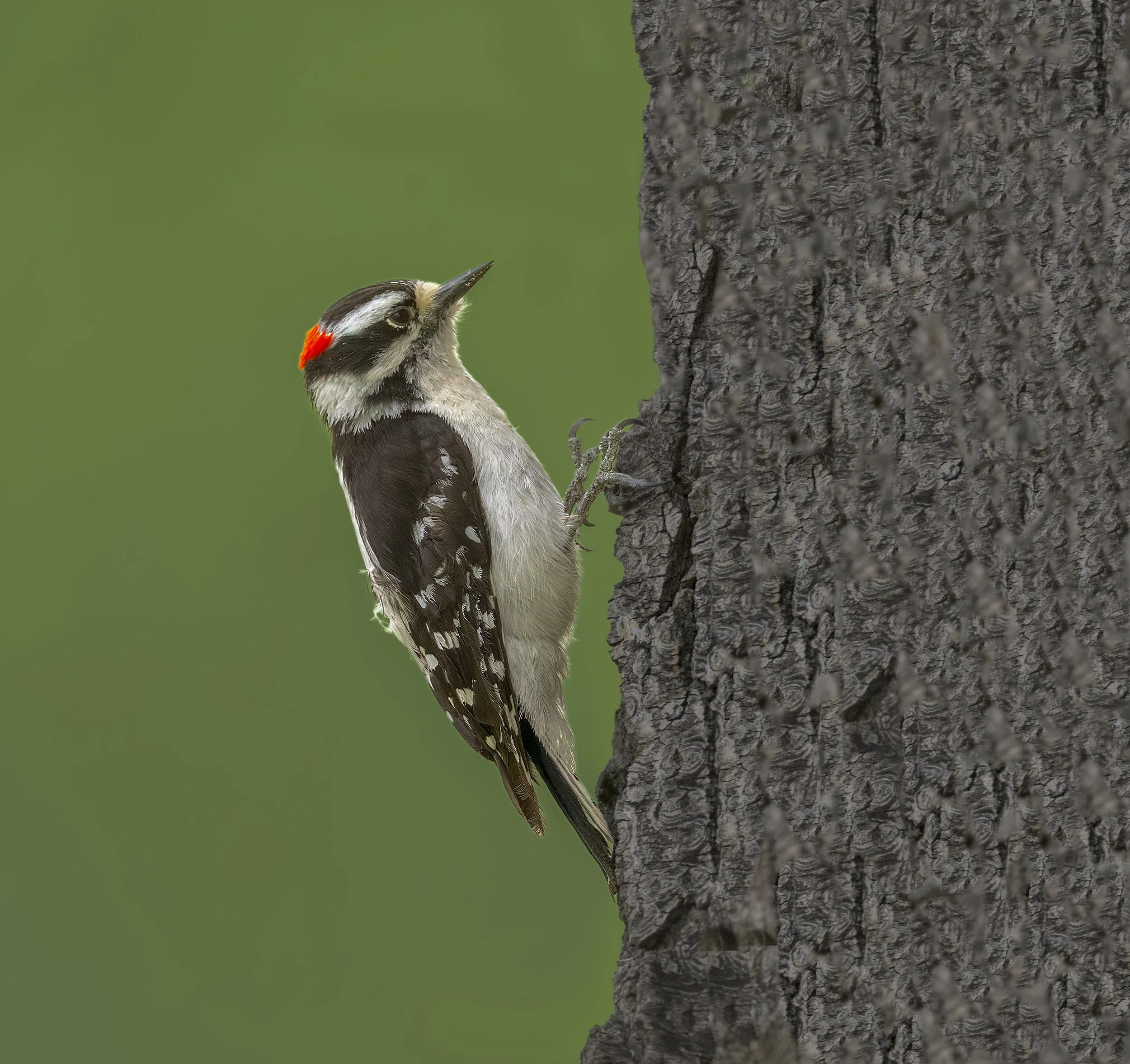 Downy Woodpecker, Audubon Trail, Chatfield State Park