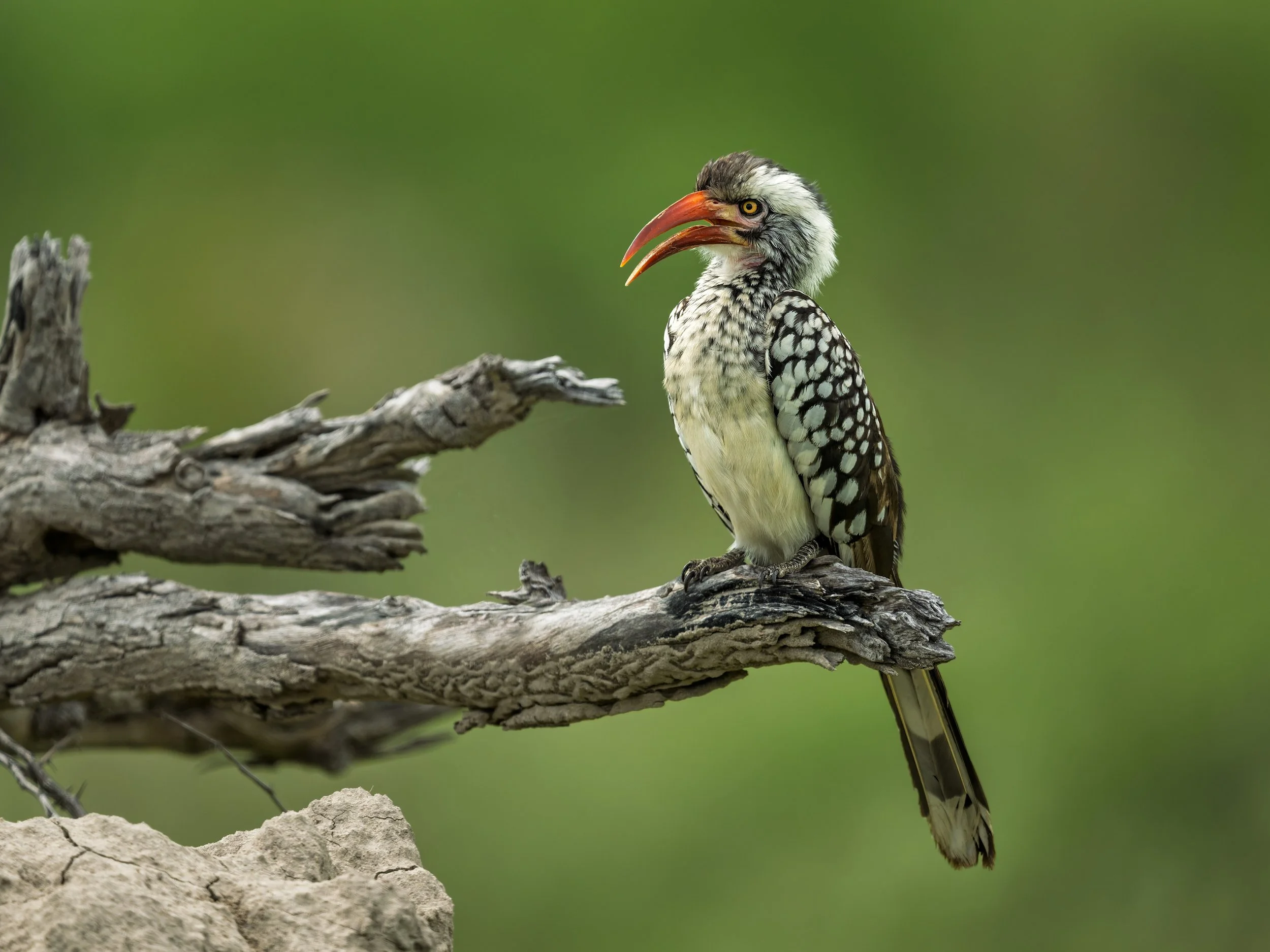 Southern Red-billed Hornbill