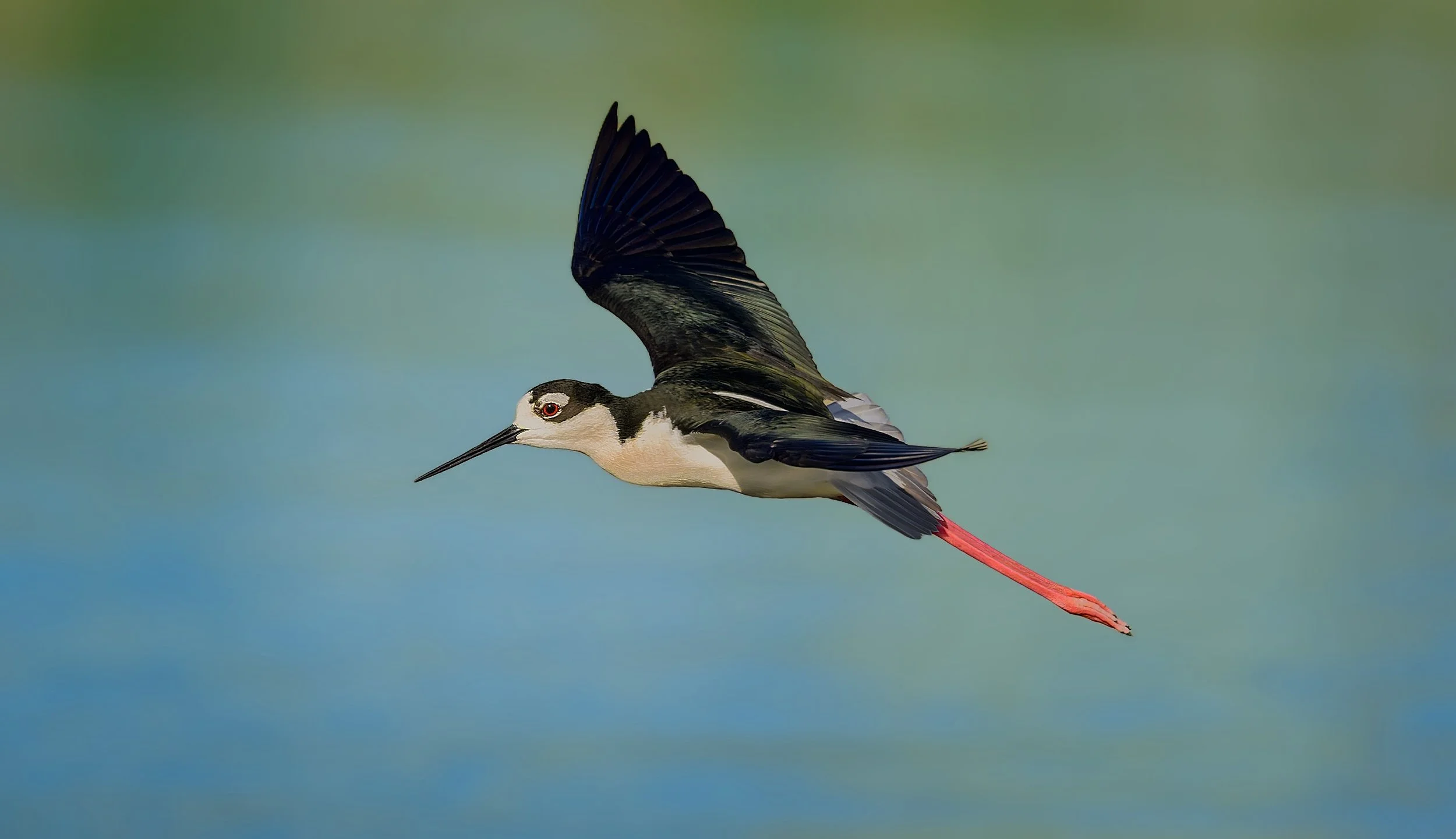 Black-necked Stilt, John Martin Reservoir State Park