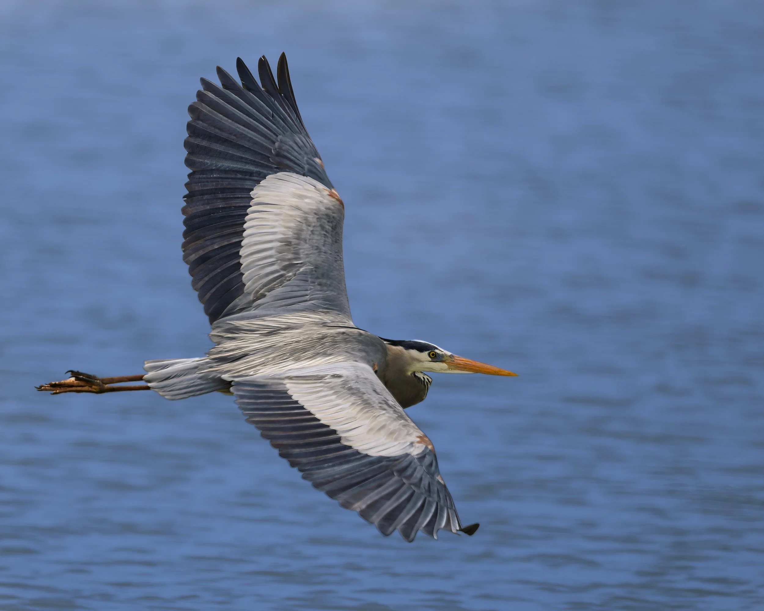 Great Blue Heron, St. Vrain SP, Longmont, CO