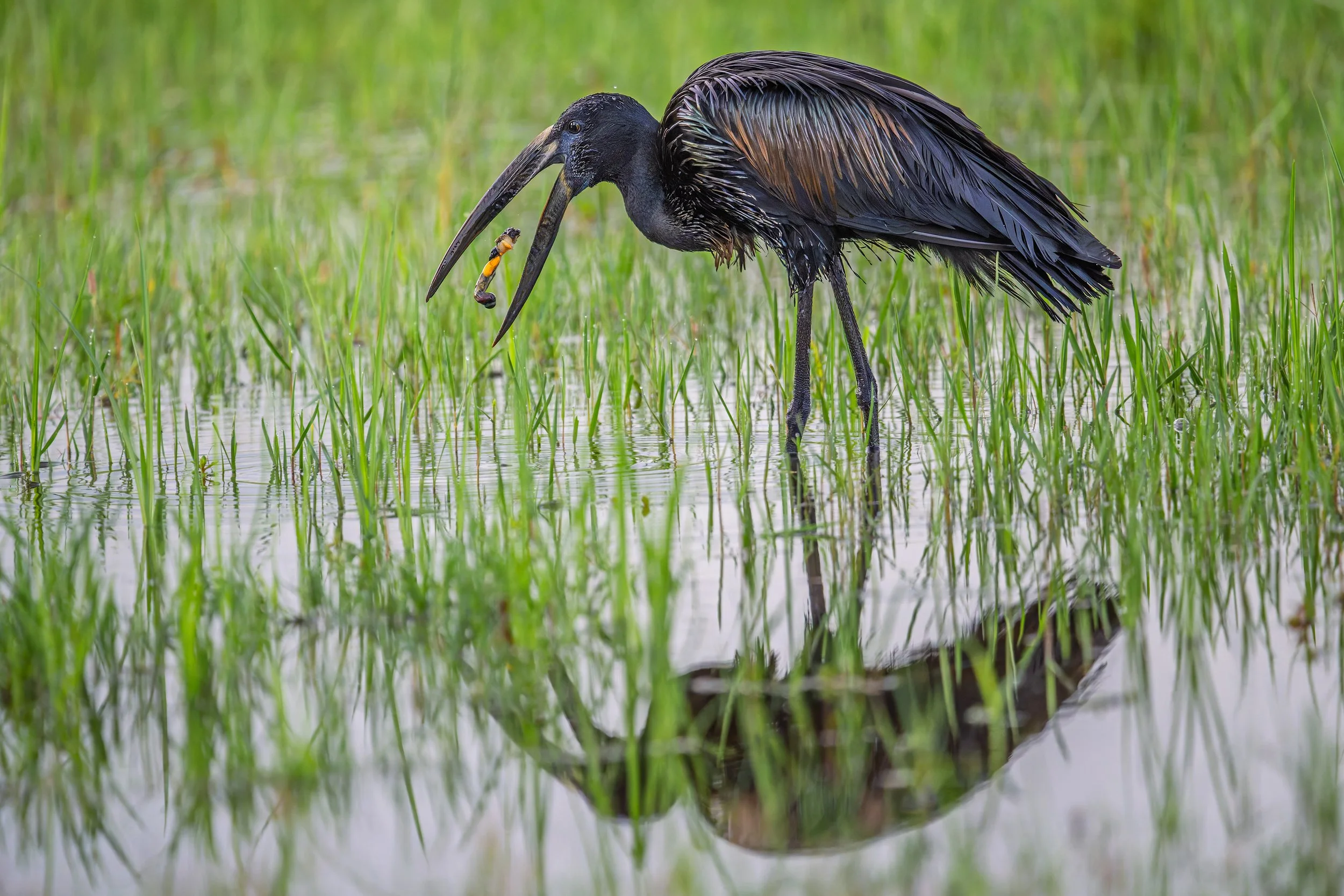 African Openbill