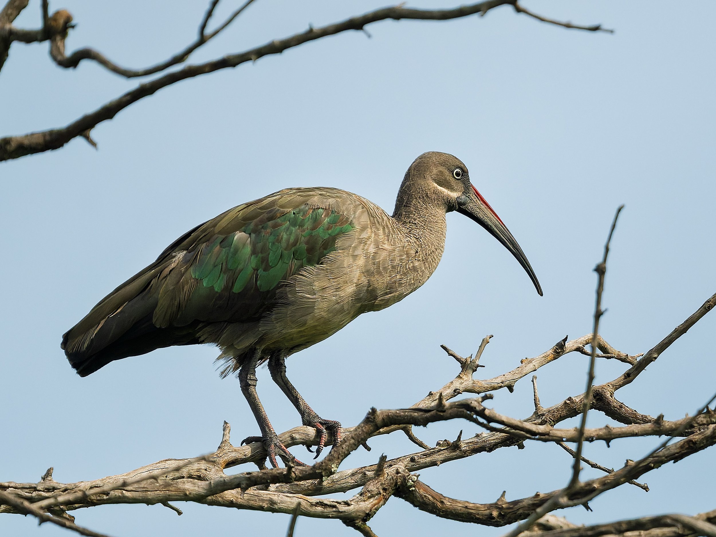 Hadada Ibis