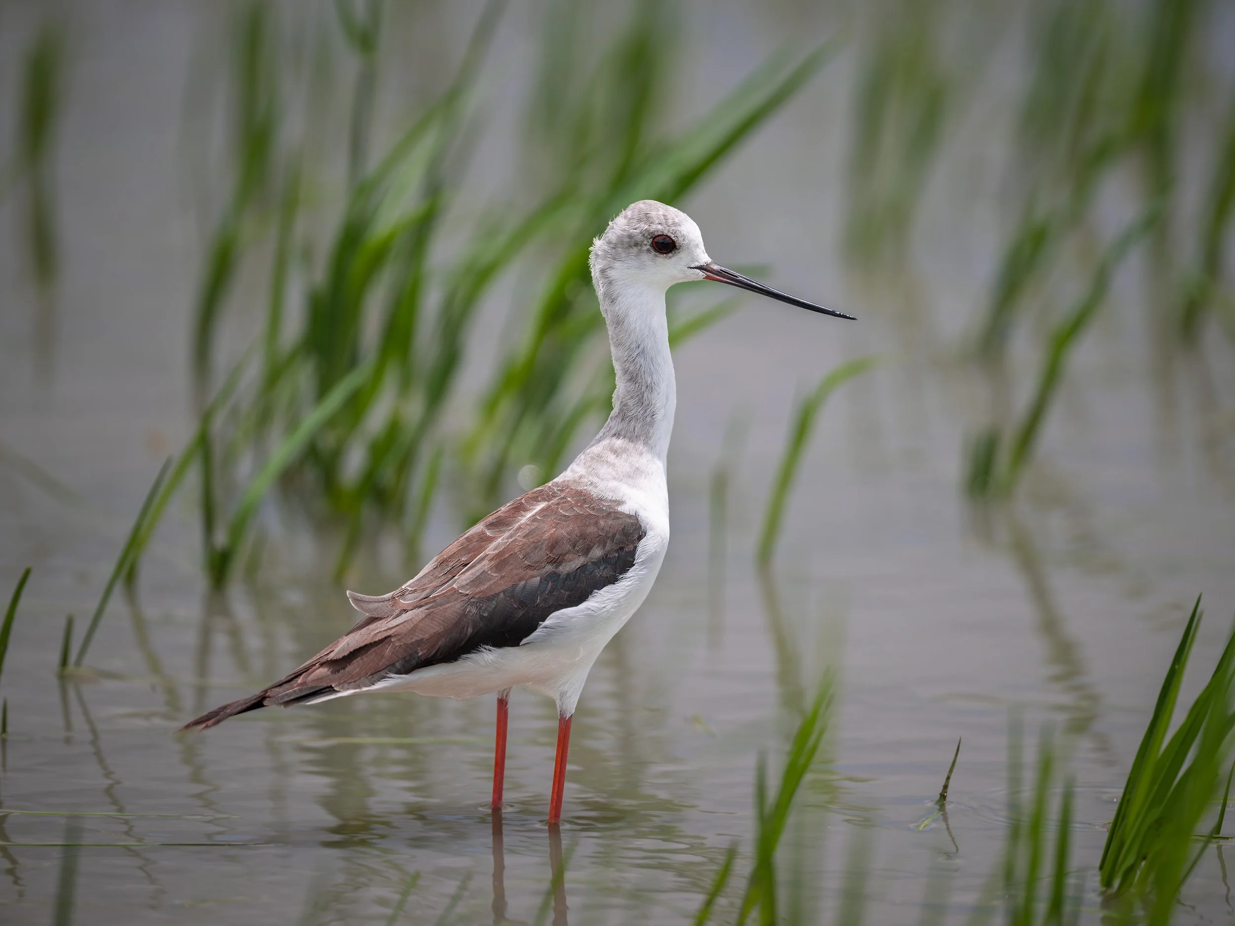 Black-winged Stilt