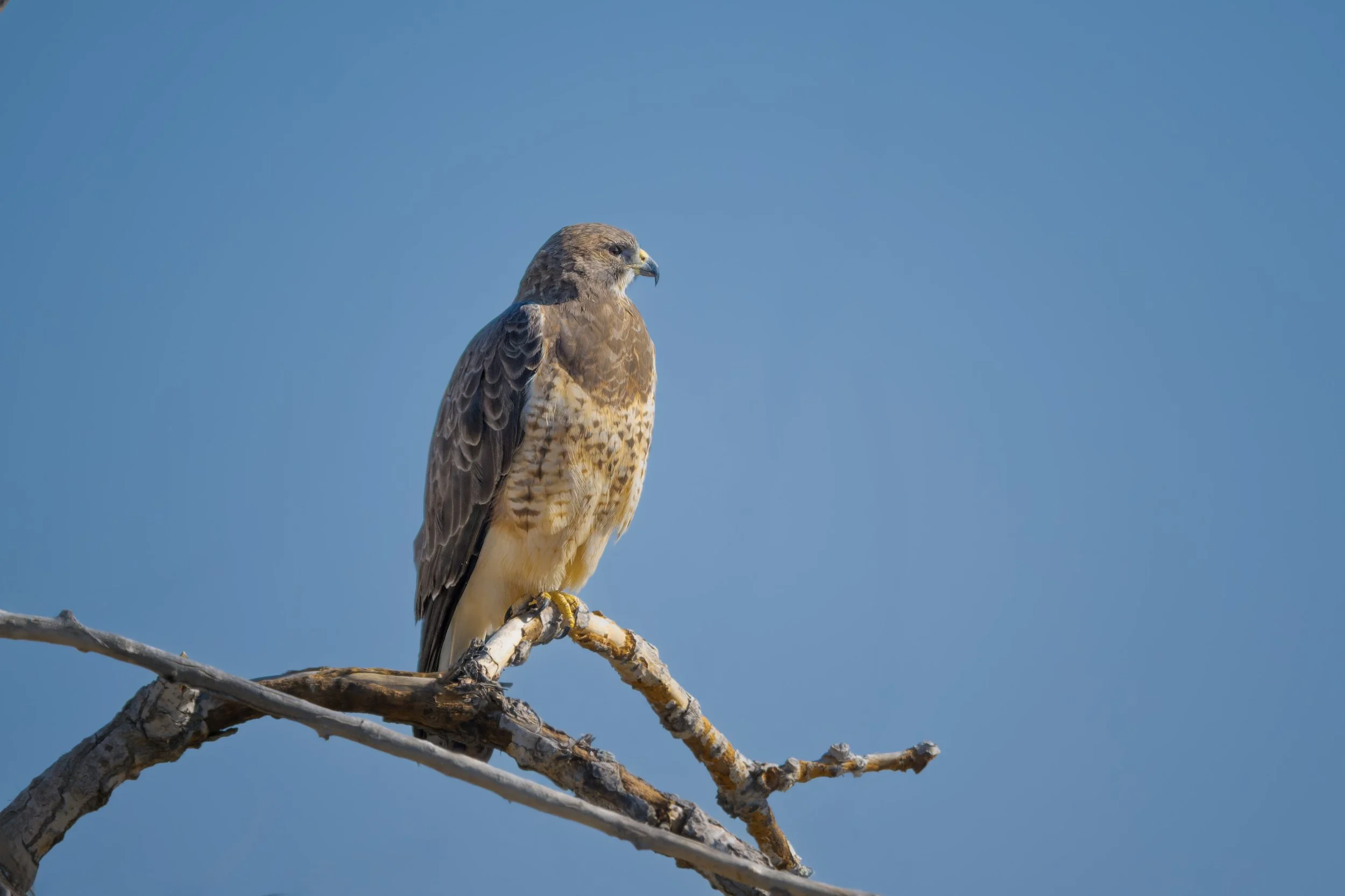 Swainson's Hawk, Bluff Lake Nature Center, Denver, CO