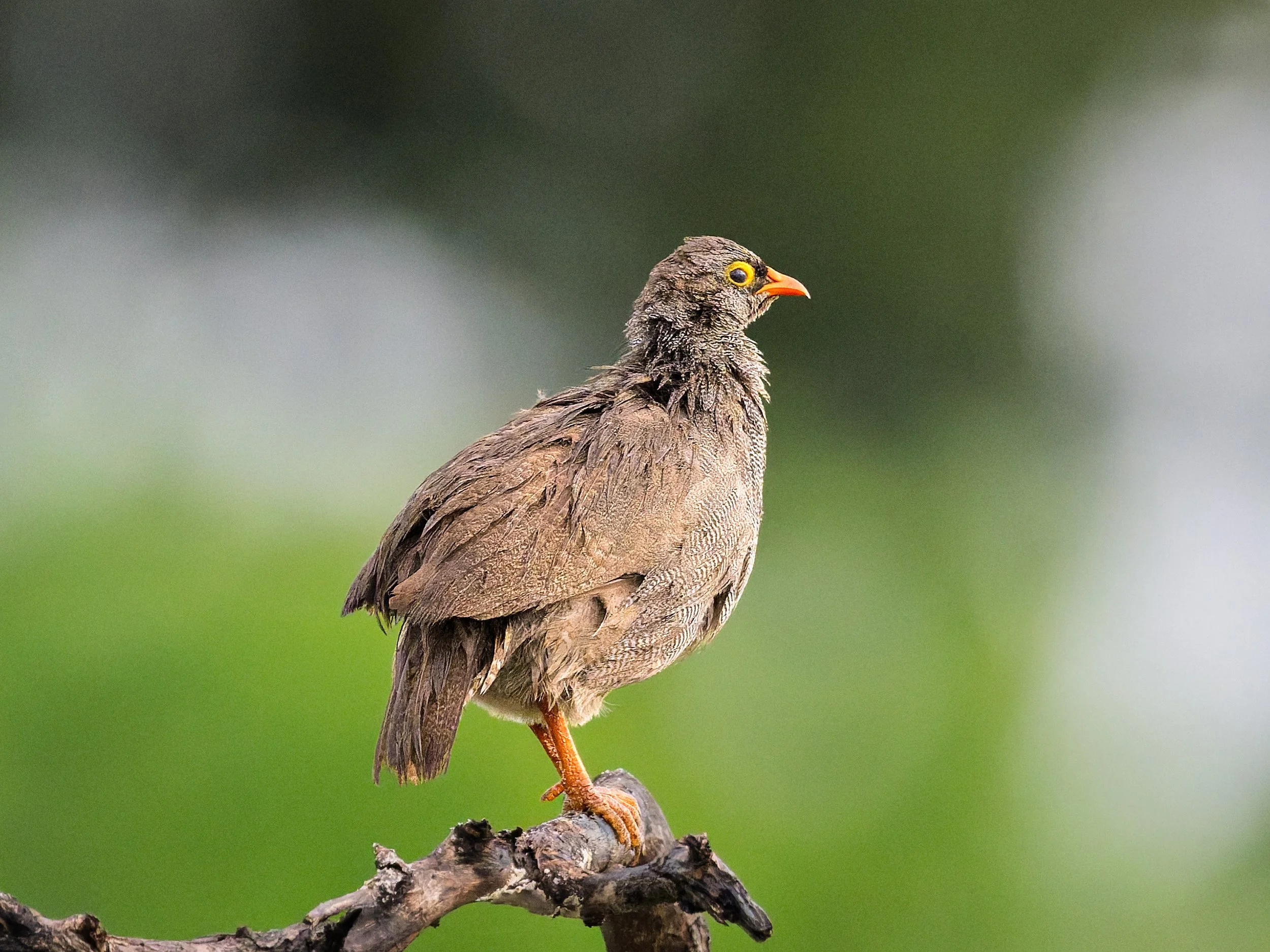 Red-billed Spurfowl