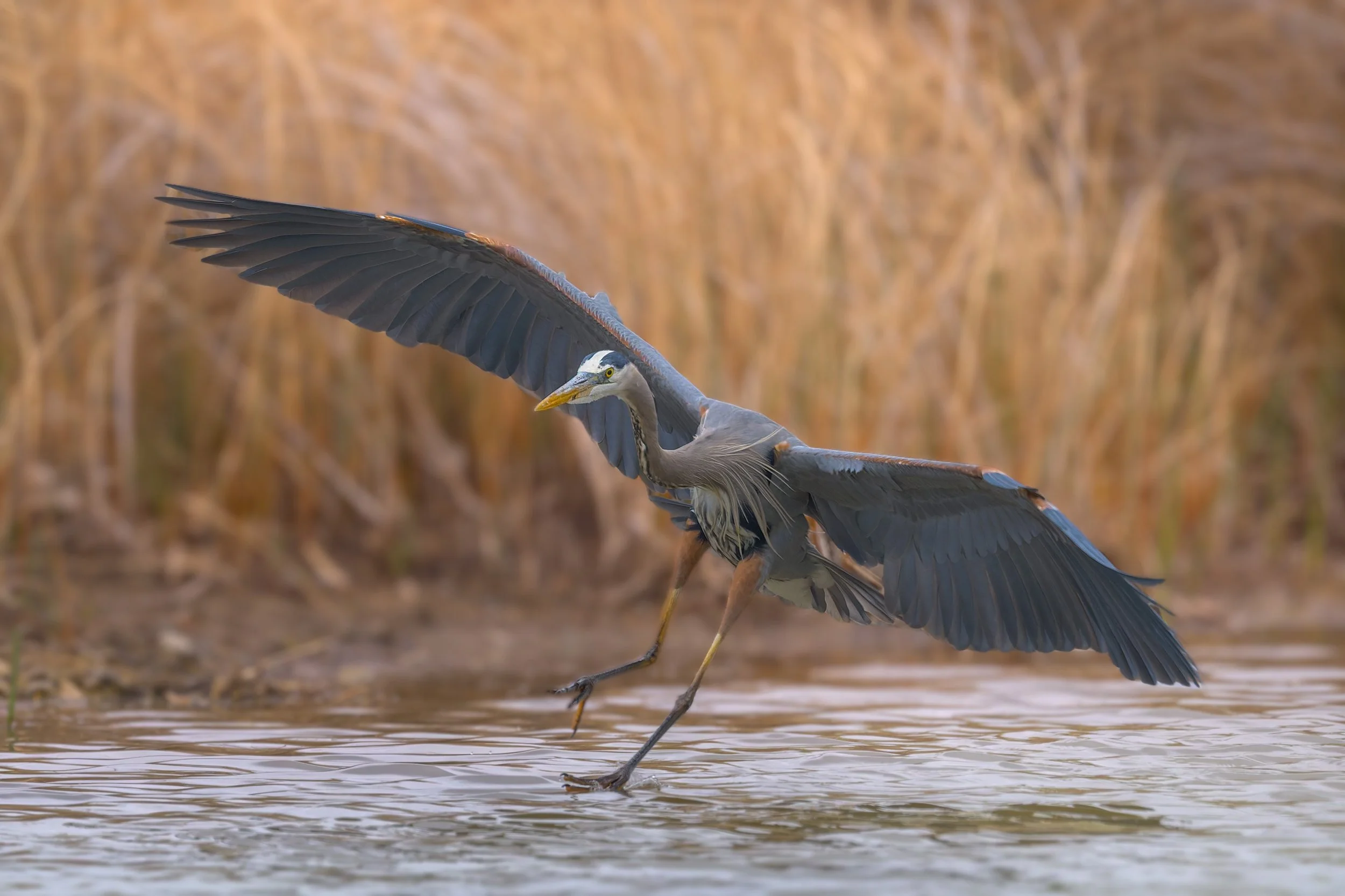 Great Blue Heron, St. Vrain State Park