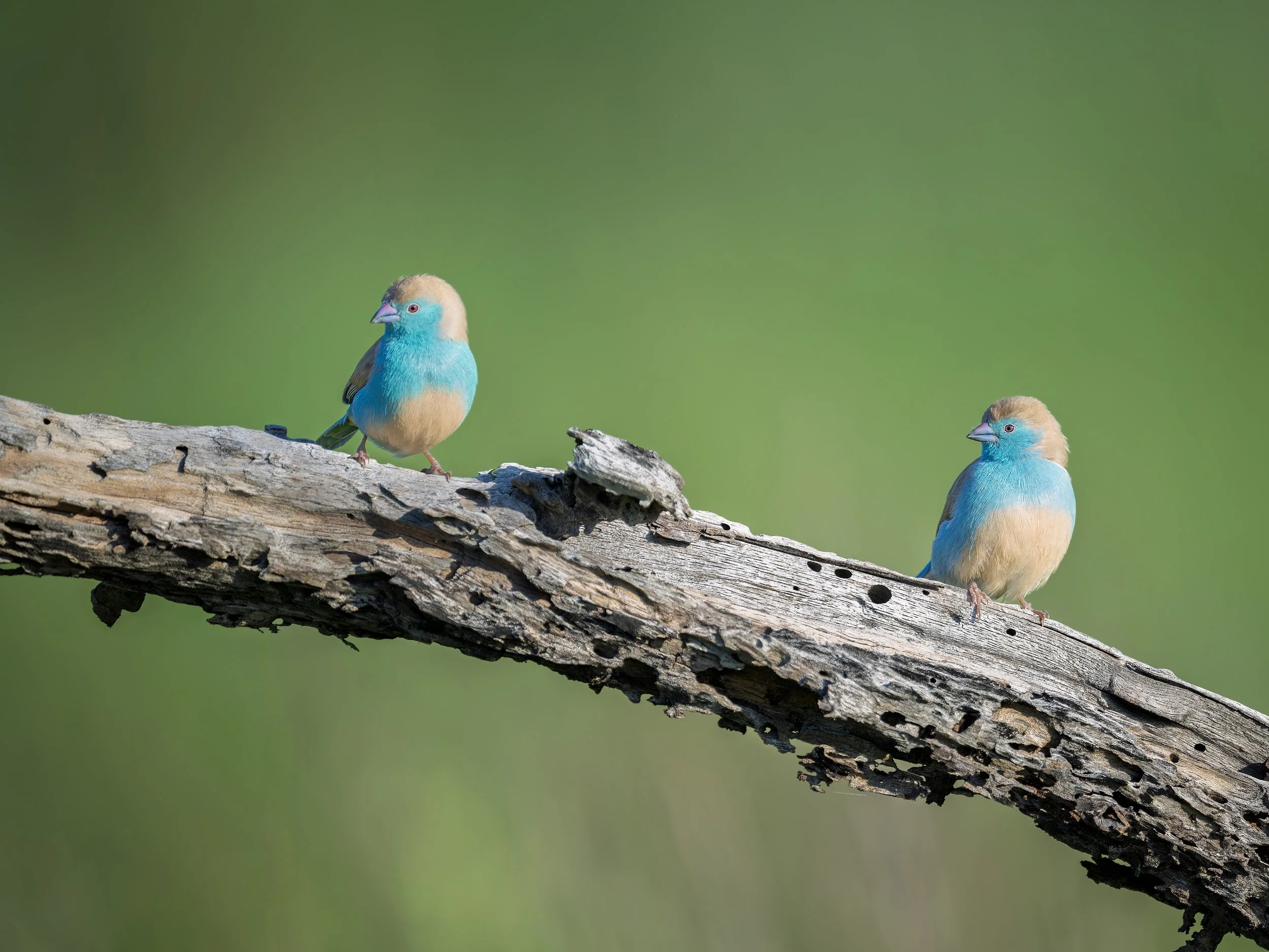 Southern Cordonbleu, pair