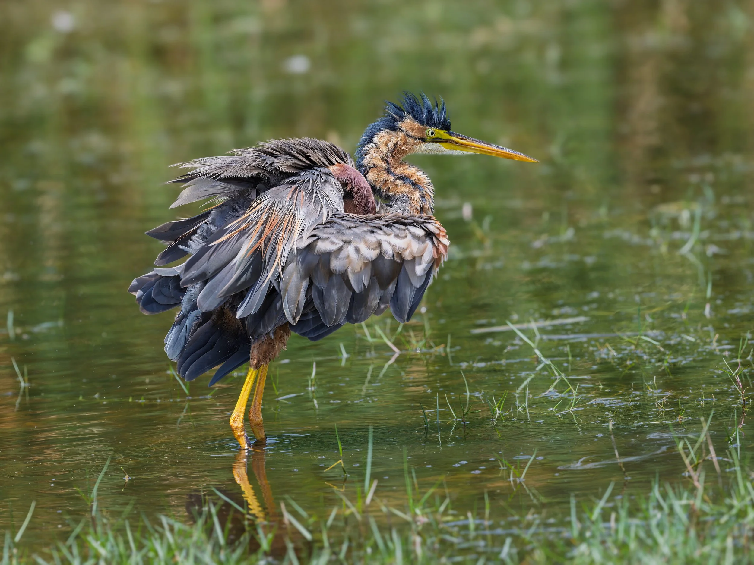 Purple Heron
