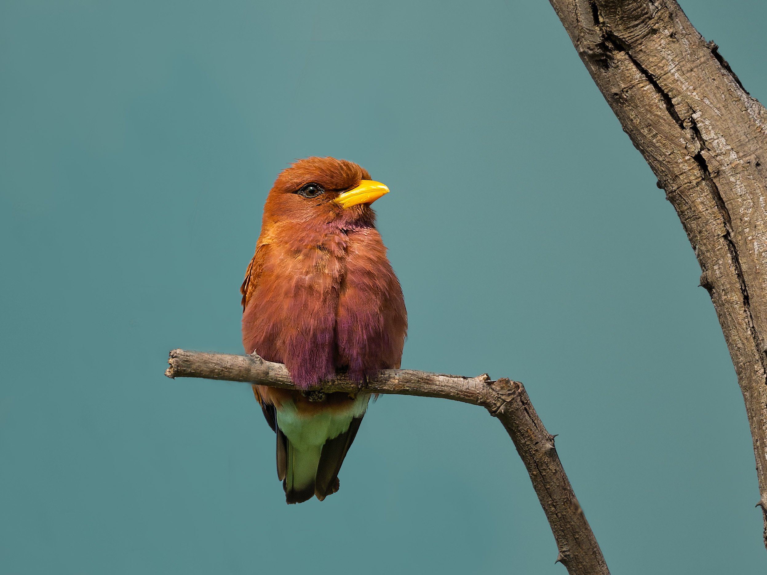 Broad-billed Roller