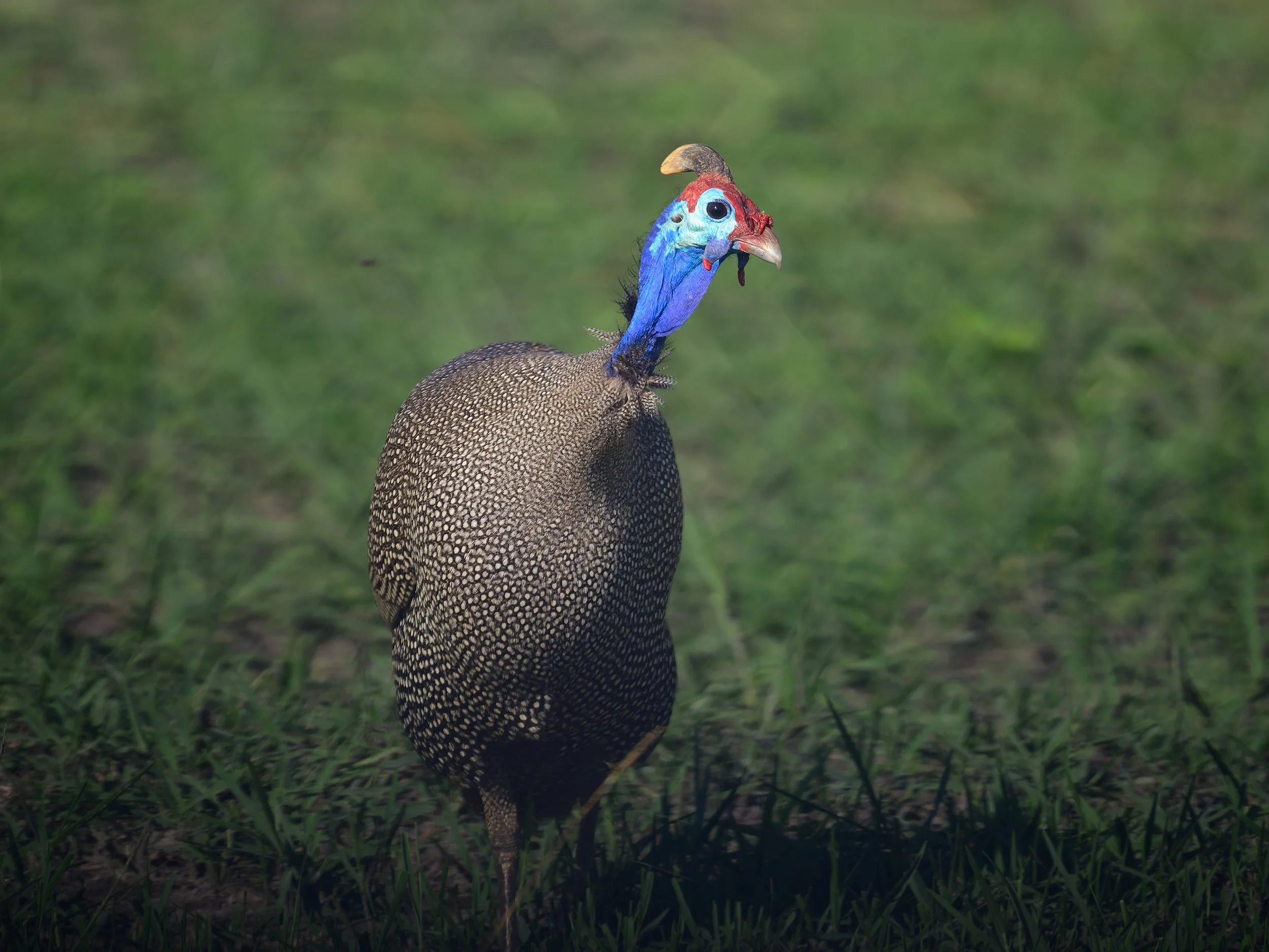 Helmeted Guineafowl