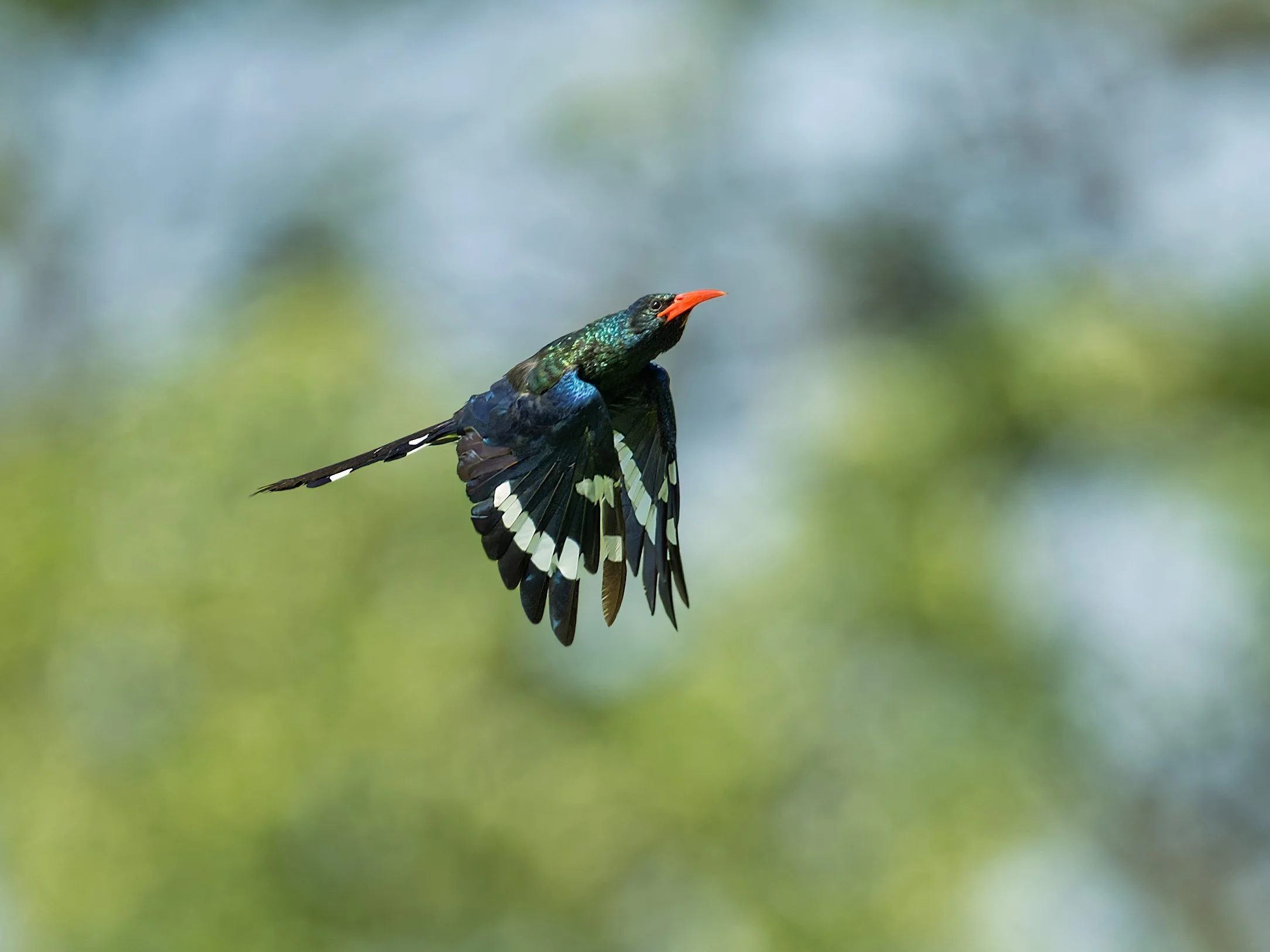 Green Woodhoopoe