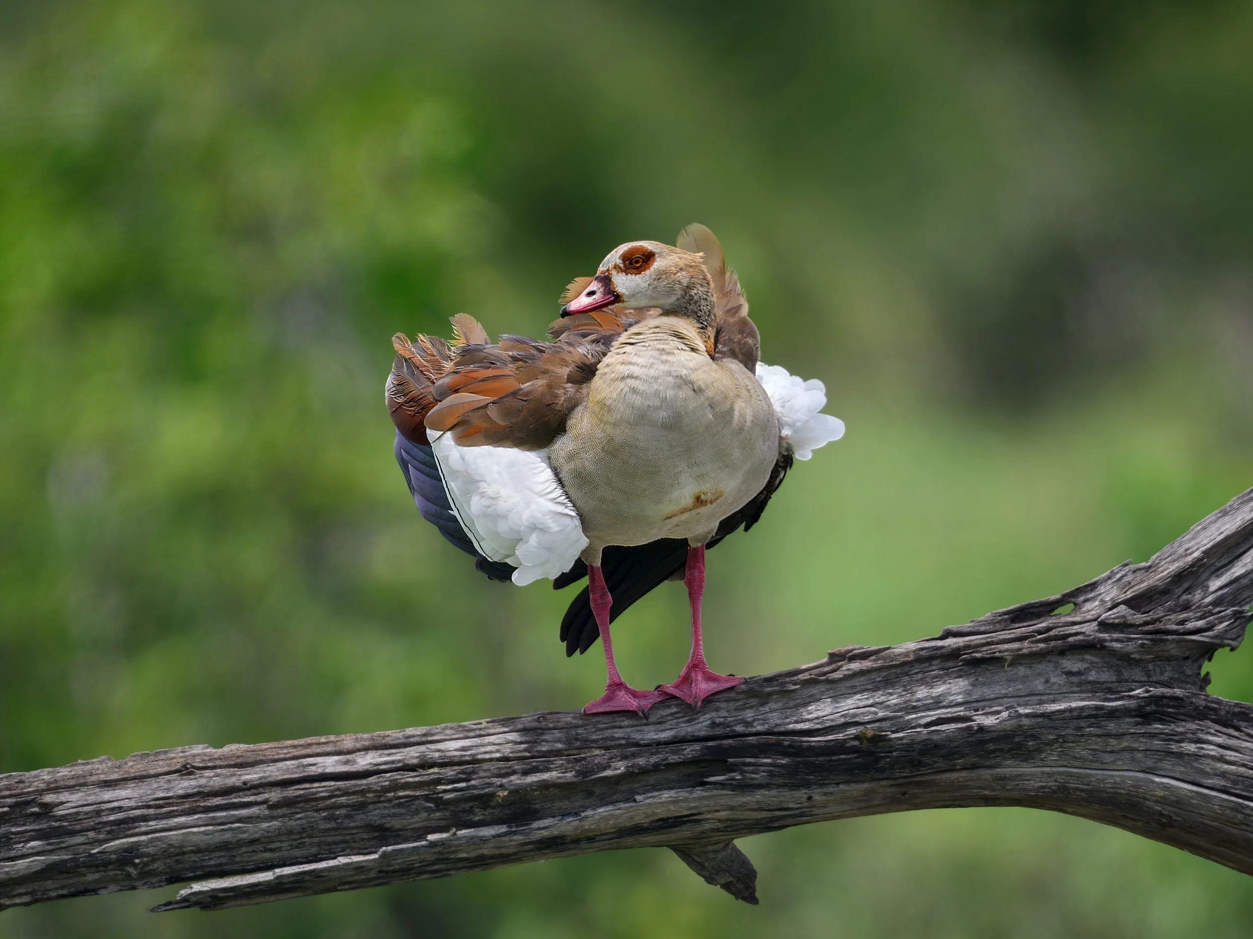 Egyptian Goose