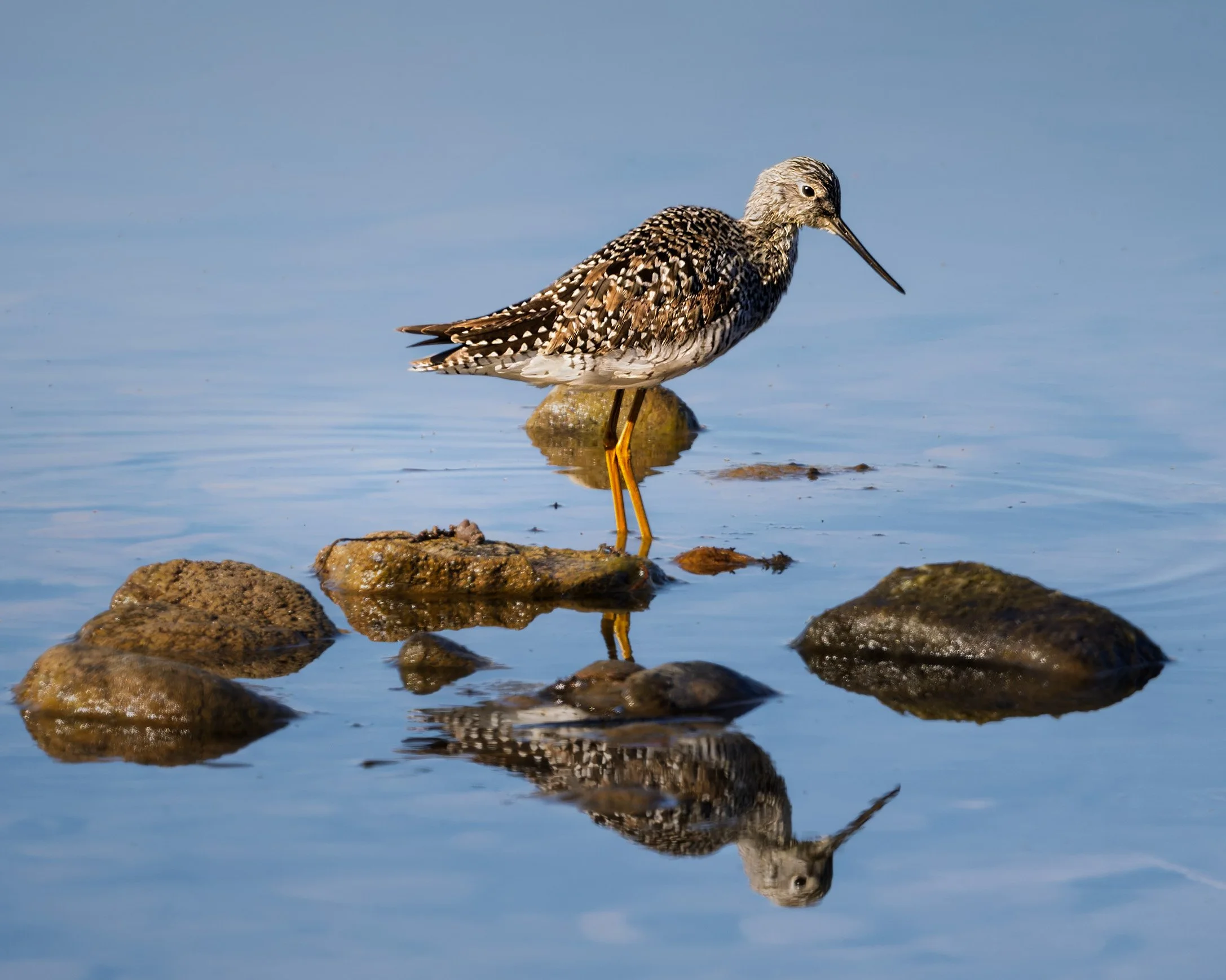 Lesser Yellowlegs, Walden Ponds, Boulder, CO